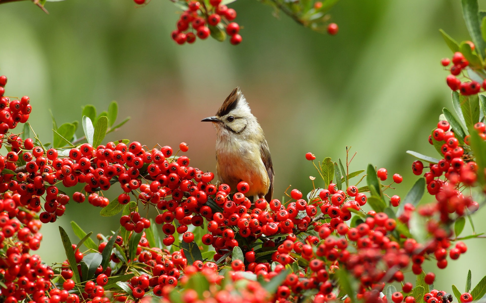 Red, Twigs, 1080P, Berries, Bird, HD Wallpaper