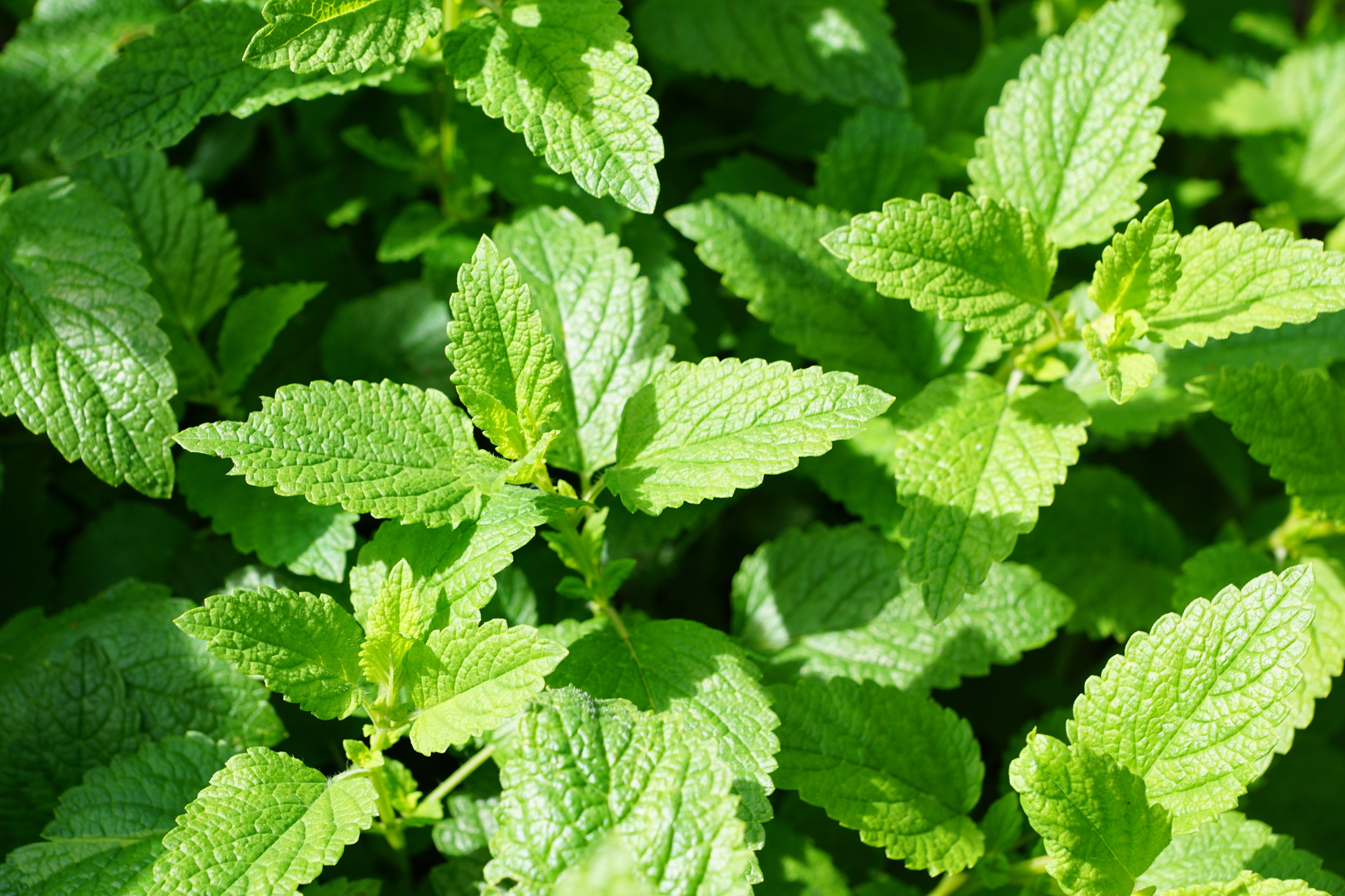 preparation, green color, beauty in nature, photo, mentol, botany, green, sale, beautiful, love, bitter, full frame, easter, active substance, benefit from, HD Wallpaper