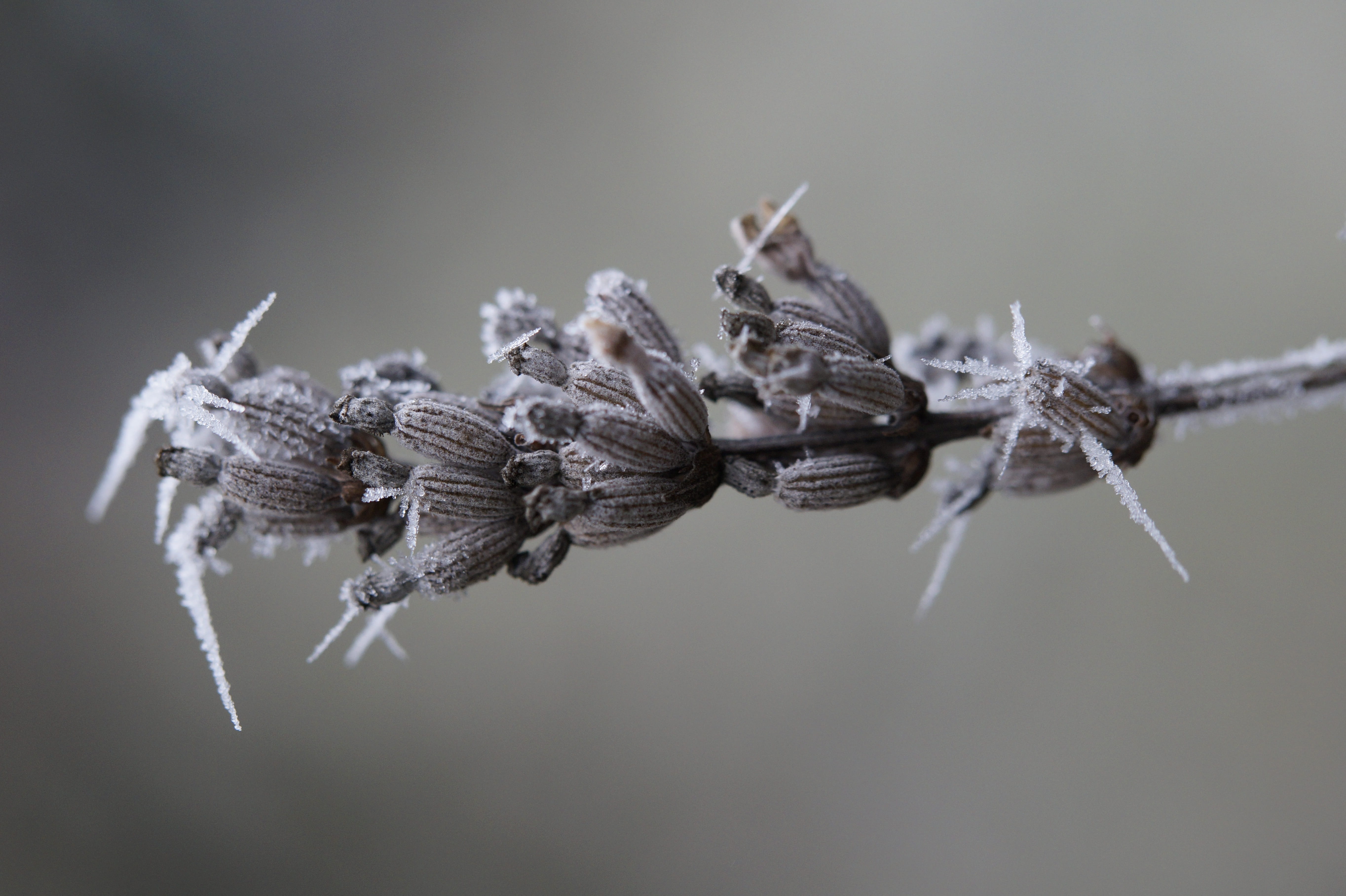 no people, hoarfrost, ice, invertebrate, studio shot, winter, animal wildlife, wintertime, close-up, animals in the wild, frozen, insect, selective focus, HD Wallpaper
