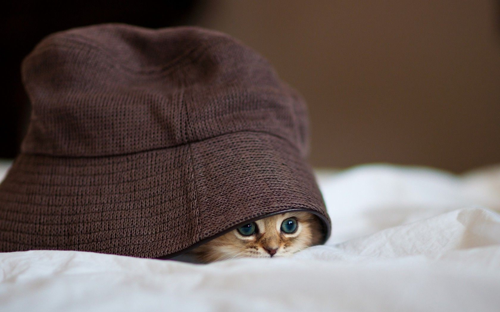 domestic room, hiding, portrait, people, animals cat pet kittens hat blankets depth of field hiding woolen blue eyes, domestic cat, furniture, whisker, HD Wallpaper
