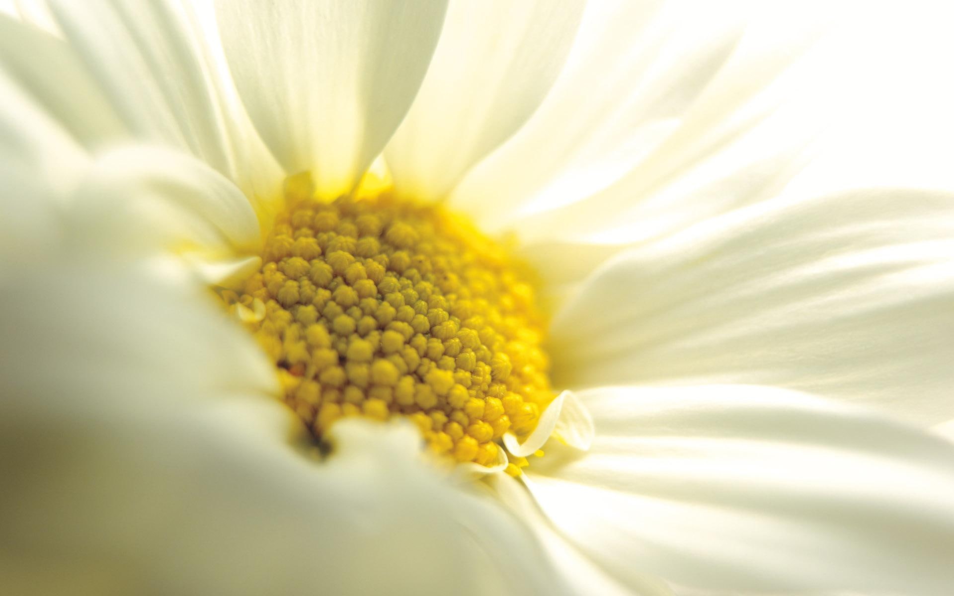 1080P, daisy, big, upclose, updaisy, white, bloom, 3d and abstract, yellow, HD Wallpaper