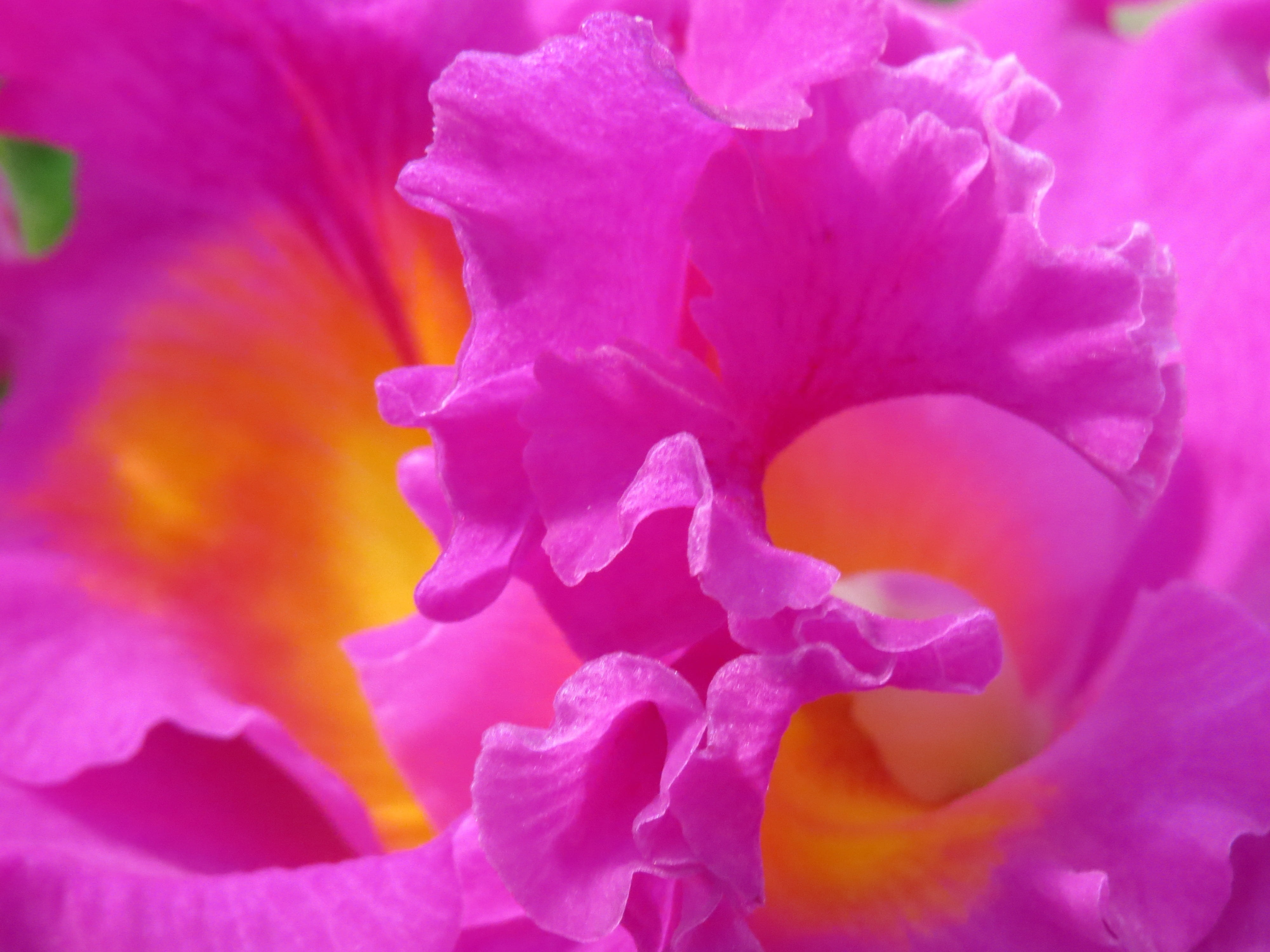 ornamental, pollen, flower, beauty in nature, macro, decorative, outdoors, vulnerability, backgrounds, pink color, plant, flowering plant, blooming, no people, HD Wallpaper