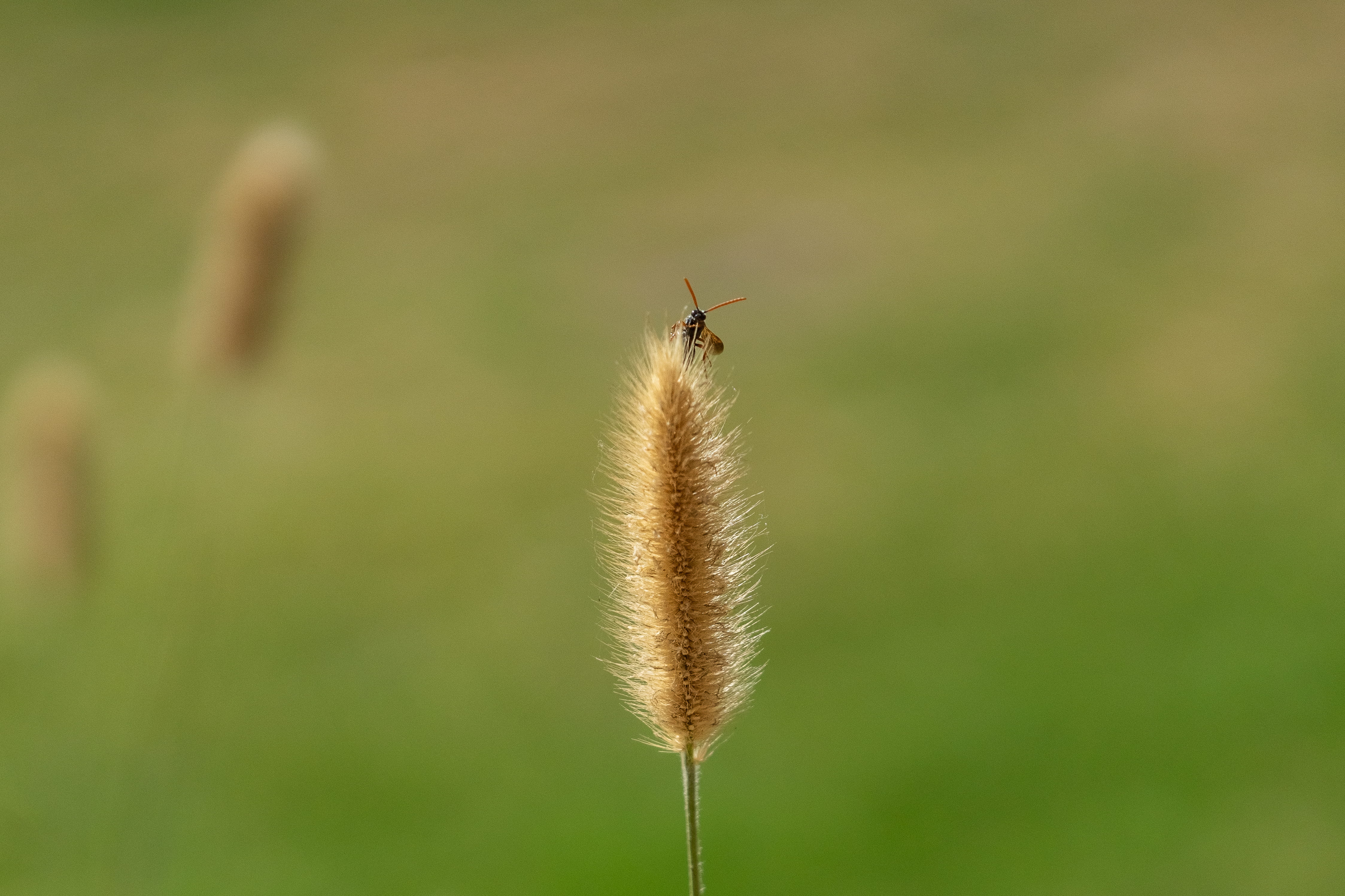 agropyron, stalk, one animal, vulnerability, animal wildlife, reed, lawn, nature, invertebrate, upclose, animals in the wild, grass, insect, amaranthaceae, HD Wallpaper