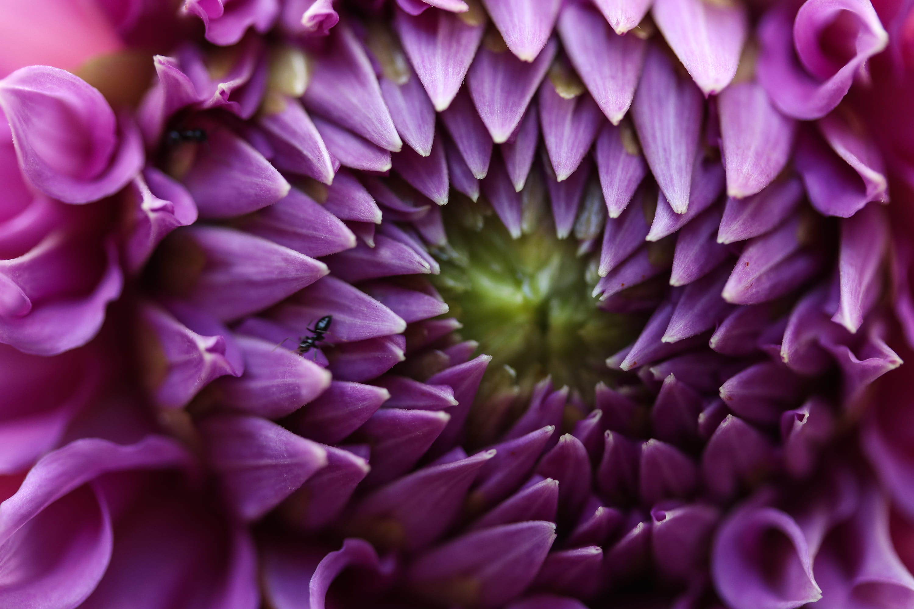 2K, nature, plant, backgrounds, freshness, fragility, full frame, upclose, macro, inflorescence, purple, vulnerability, growth, springtime, extreme close-up, HD Wallpaper