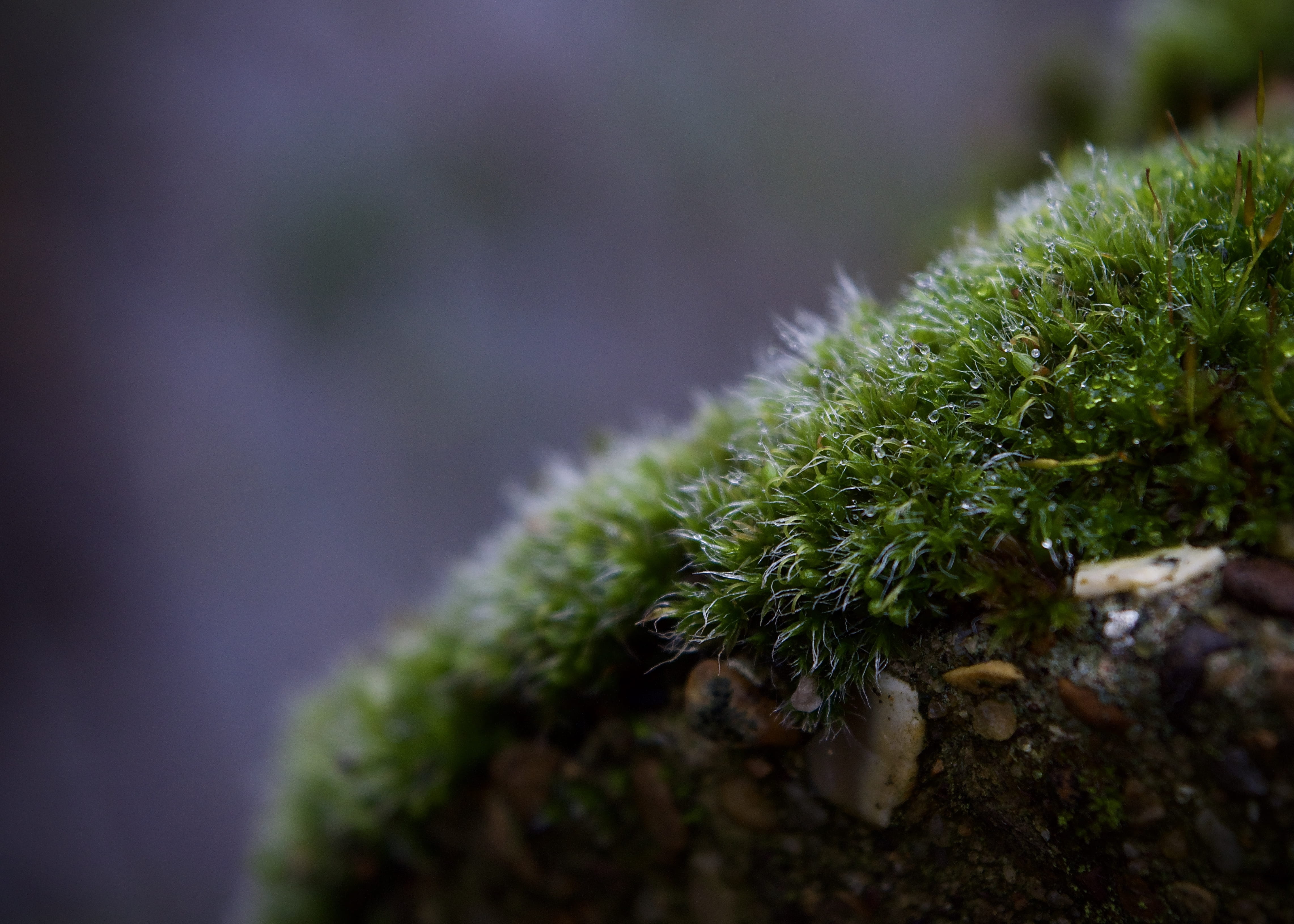 mushroom, spiky, focus on foreground, agaric, tranquility, green color, outdoors, selective focus, soil, detail, nature, beauty in nature, water, sharp, HD Wallpaper