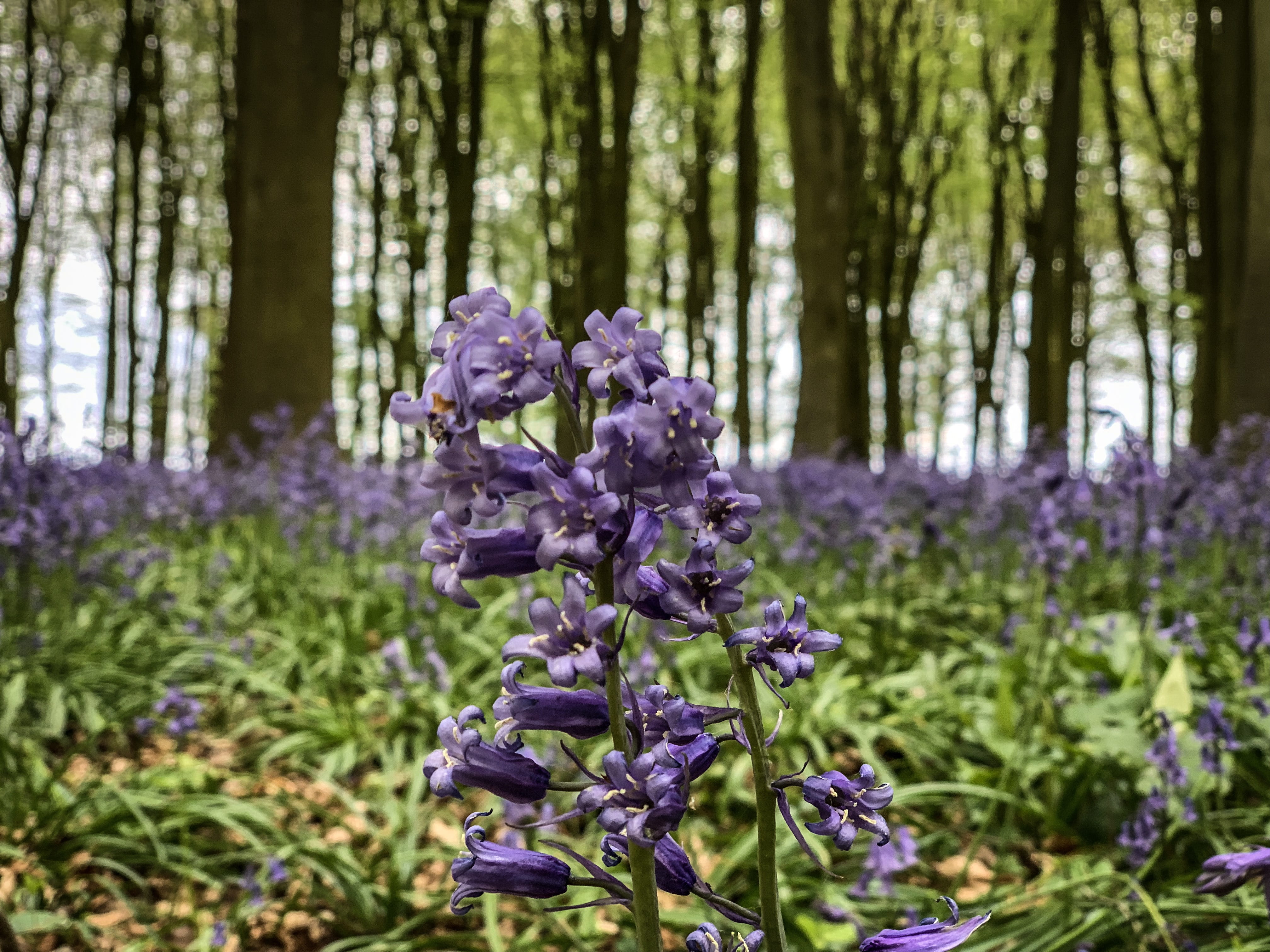 flower, land, vulnerability, nature, close-up, no people, growth, 4K, tree, blossom, grove, trees, focus on foreground, iris, day, forest, flowering plant, HD Wallpaper