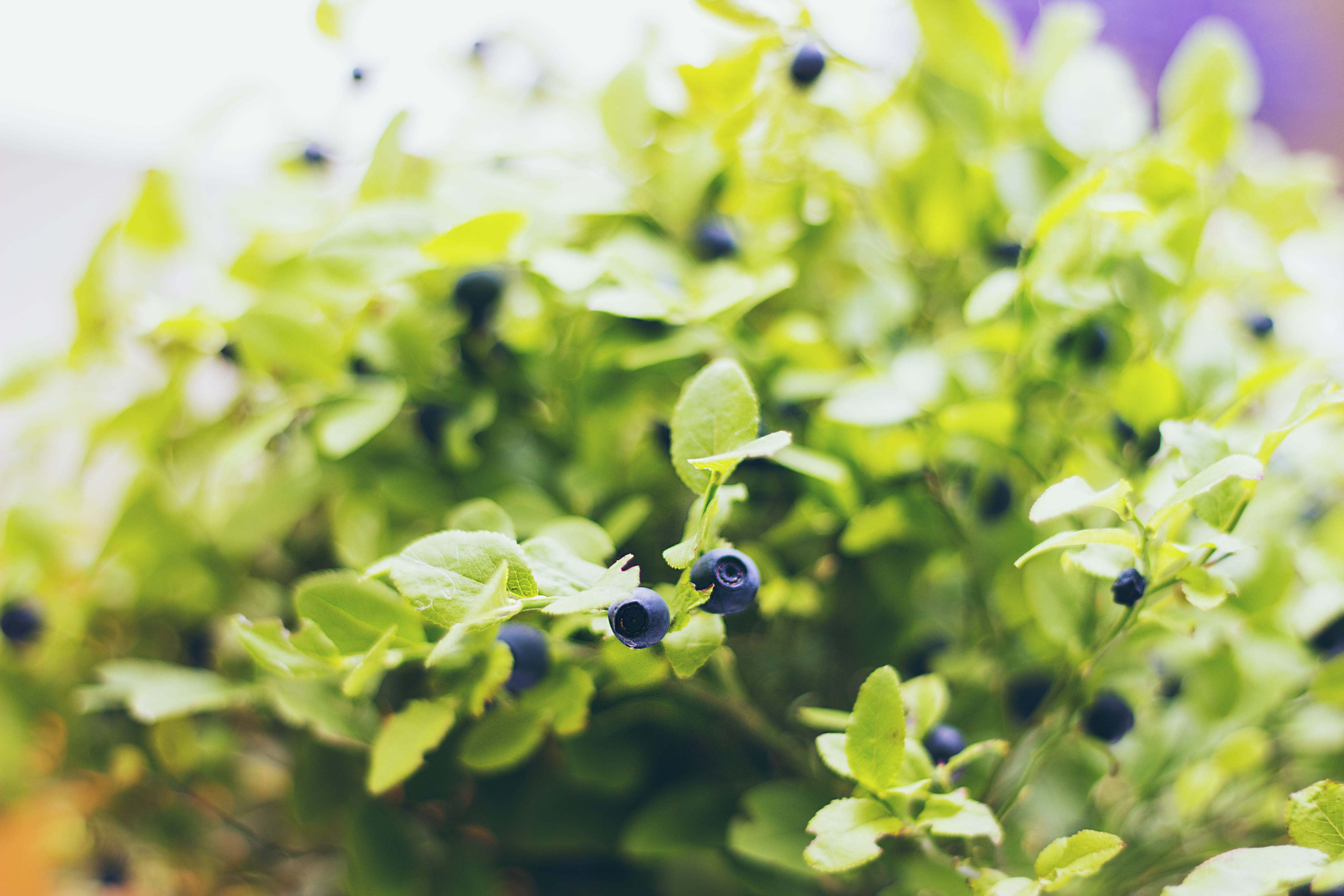 wellbeing, blueberry, fragility, nature, field, bright, closeup, close-up, upclose, over-exposed, photo, freshness, leaf, outdoors, food, plant, no people, HD Wallpaper