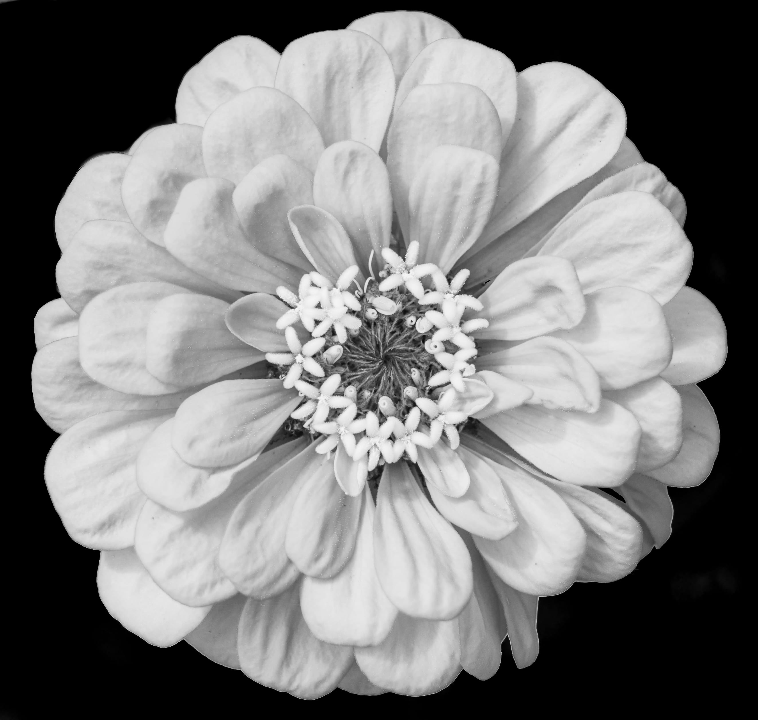 daisy, studio shot, growth, indoors, floral design, plant, pattern, inflorescence, beauty in nature, black background, no people, rose, cushion, upclose, HD Wallpaper