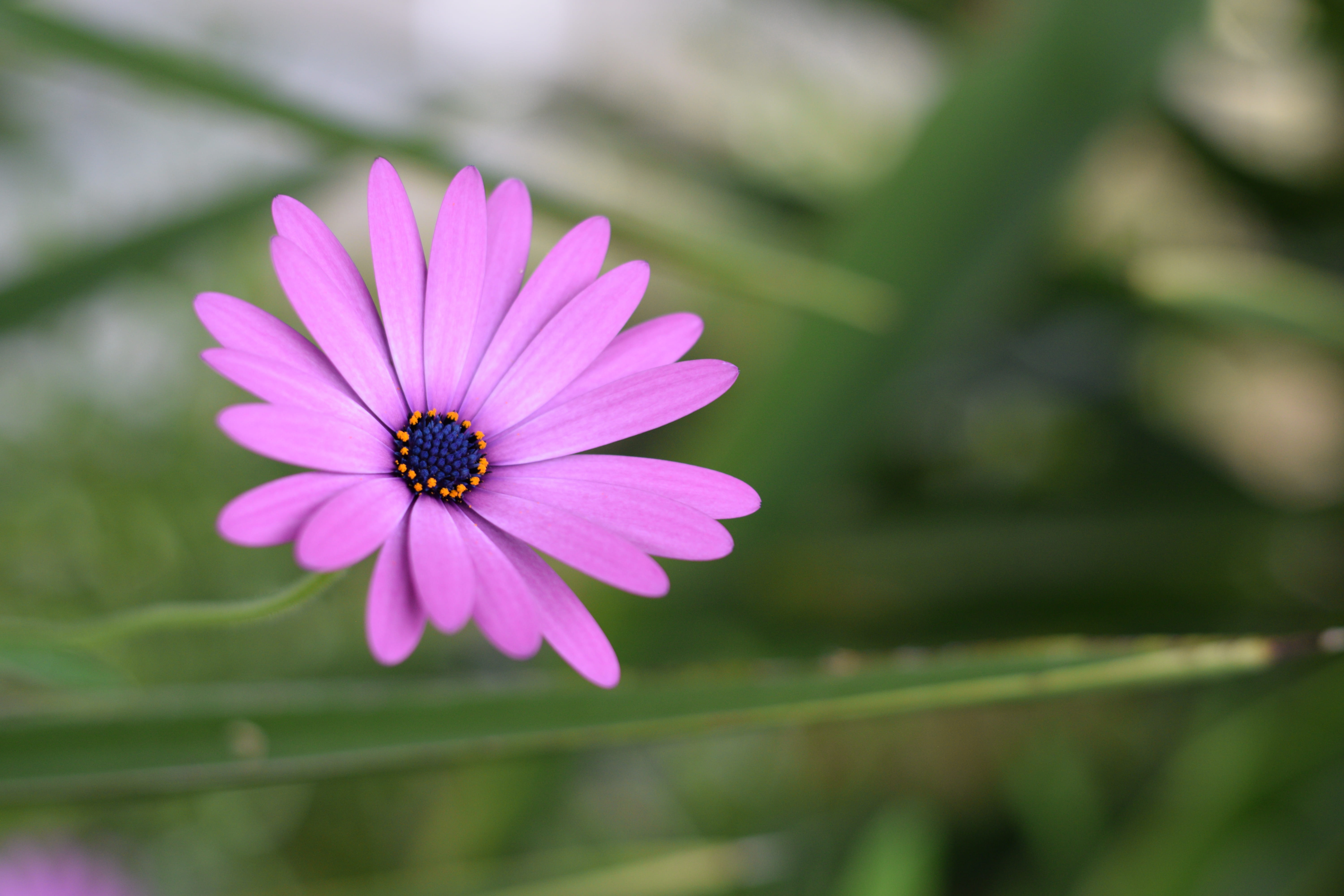 petal, vulnerability, flower, upclose, focus on foreground, flowering plant, plant, growth, flower head, no people, nature, freshness, purple, pink, beauty in nature, HD Wallpaper