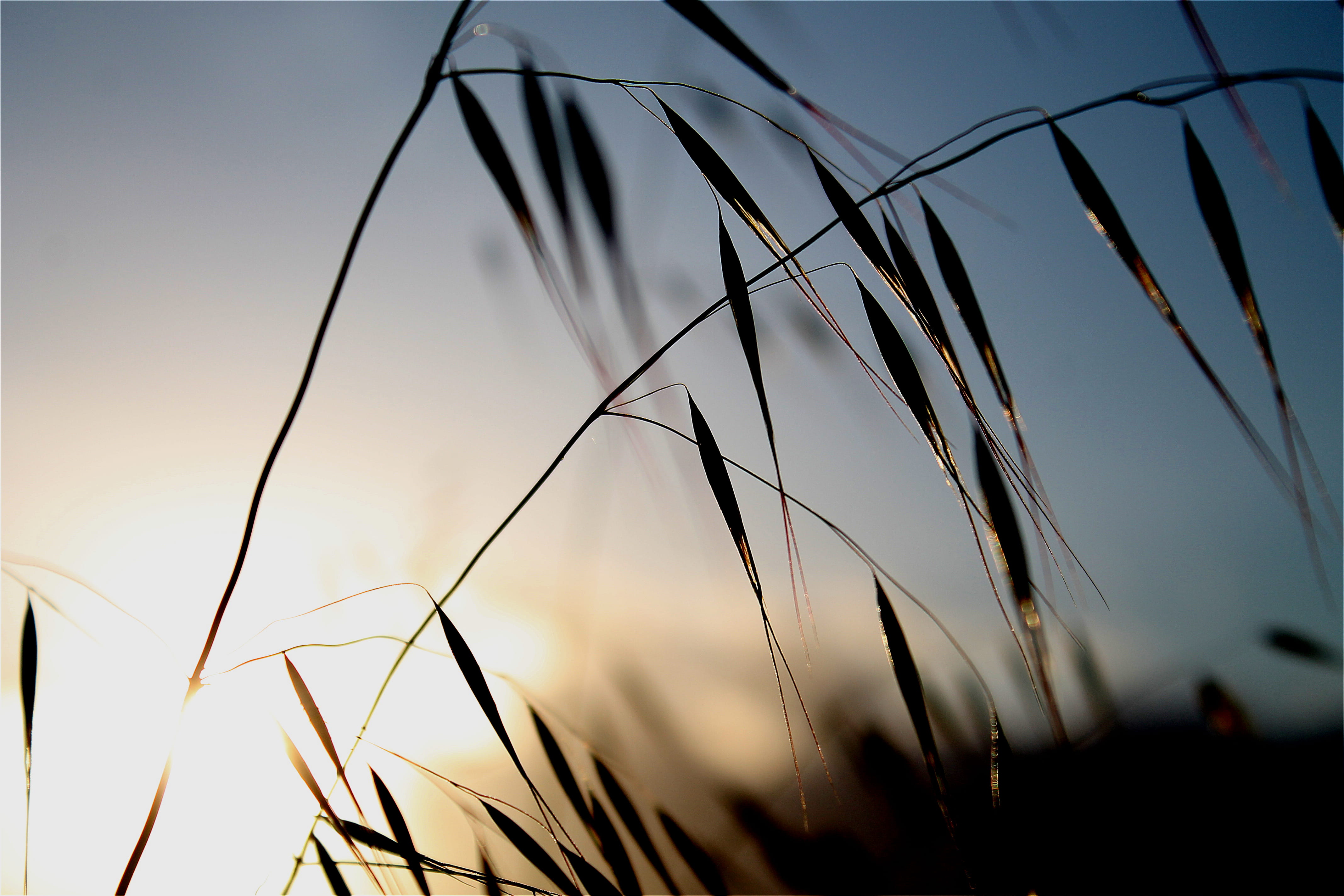 growth, no people, day, outside, phonephoto, upclose, focus on foreground, plant, adventure, agriculture, beauty in nature, sky, oat - crop, nature, cloud - sky, HD Wallpaper