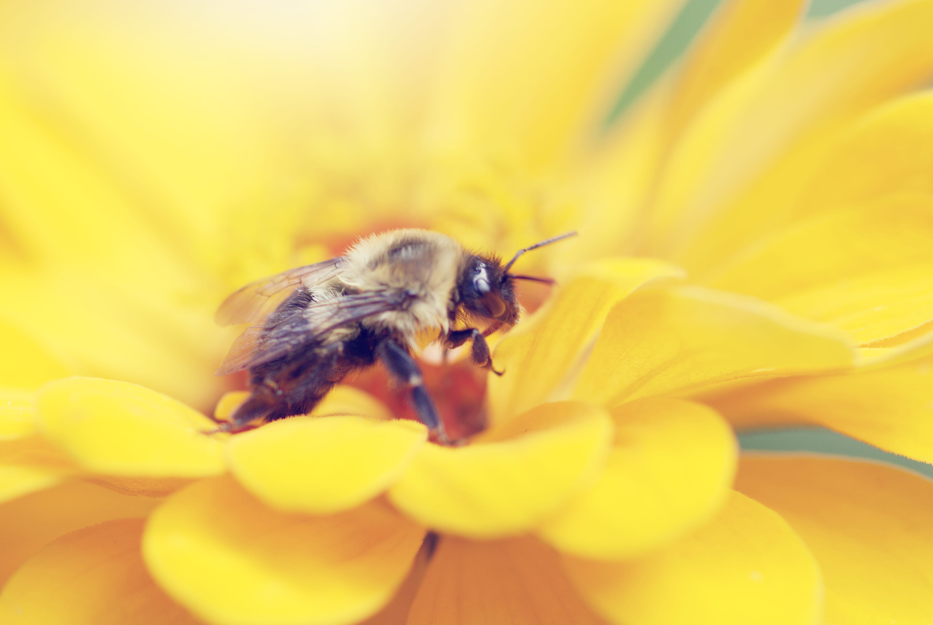 beauty in nature, rural, animal wing, animal, fragility, bee, insect, freshness, bumblebee, animal wildlife, close-up, spring, bug, rhinebeck, zoom, vulnerability, HD Wallpaper