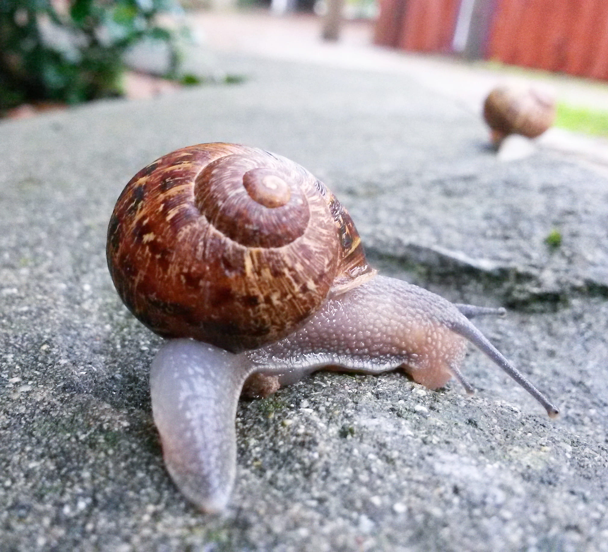 day, animal wildlife, invertebrate, animal body part, cape town, gastropod, boredom, selective focus, crawling, focus on foreground, animals in the wild, HD Wallpaper