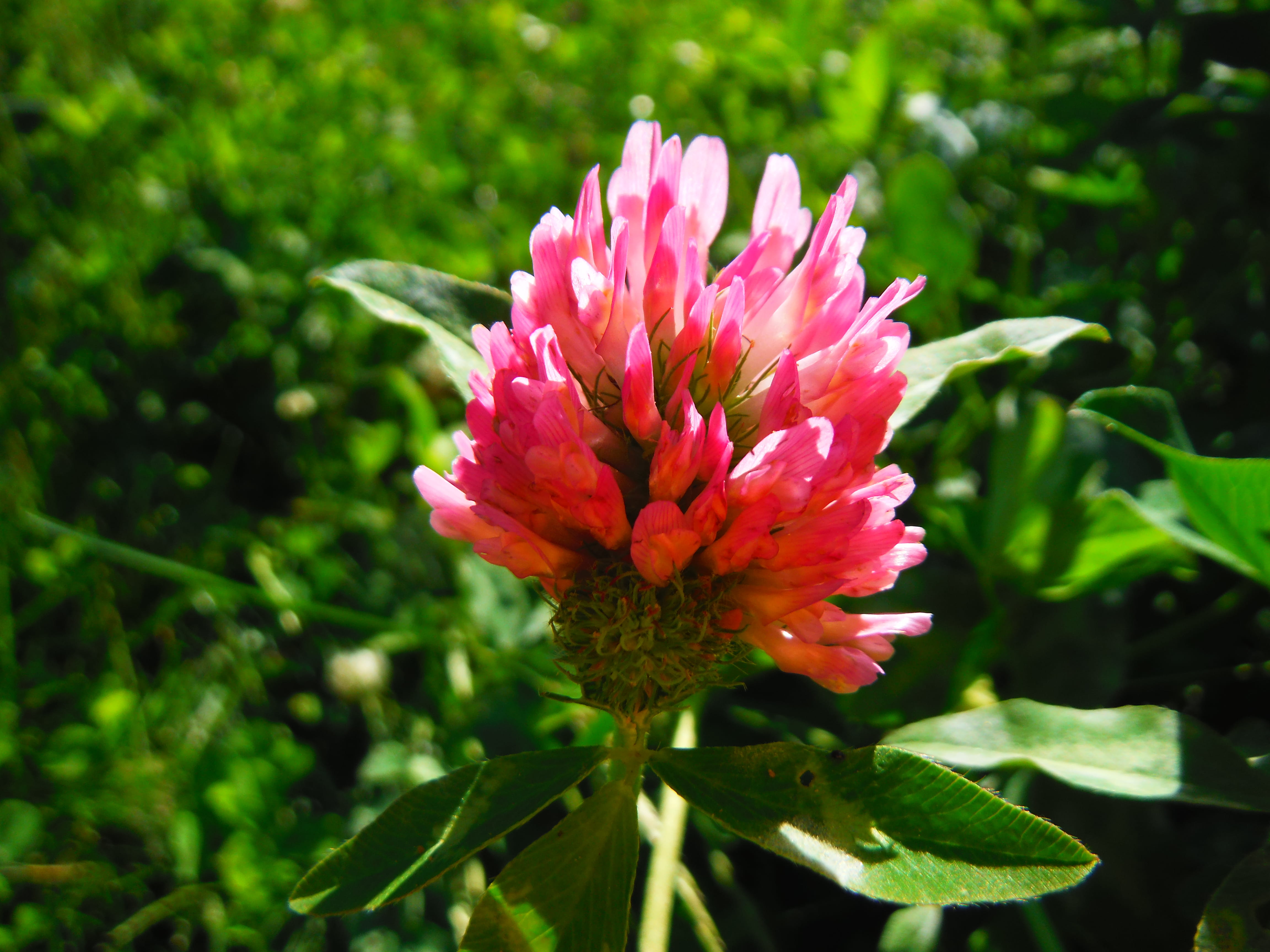 outdoors, flower head, plant part, leaf, no people, green color, close-up, united states, plant, beauty in nature, flowering plant, petal, upclose, flower, HD Wallpaper