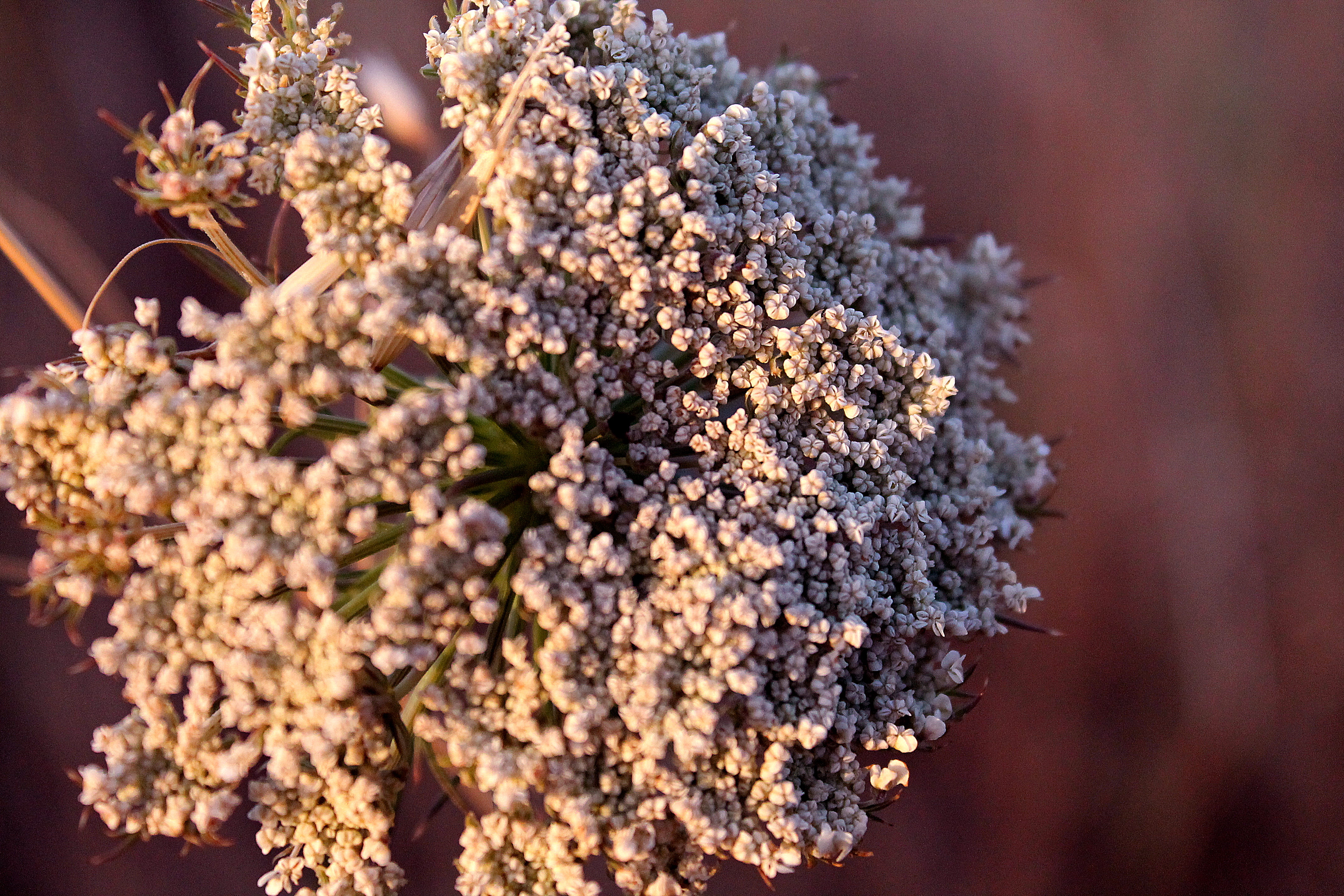 selective focus, extreme close-up, flowering plant, close-up, flower, lace, sunset, upclose, nature, white, purple, food, day, freshness, no people, blossom, HD Wallpaper