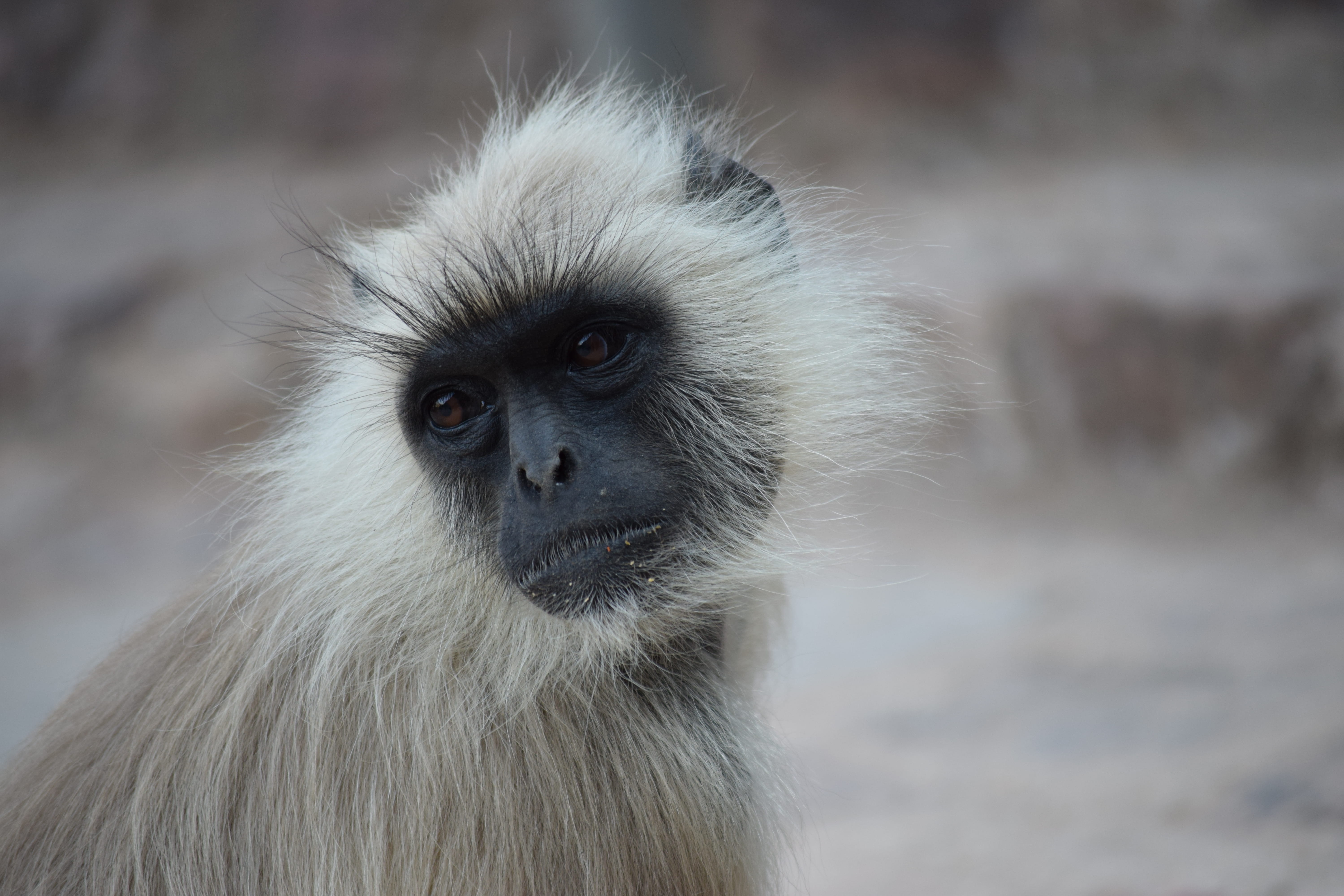sitting, wildlife, baboon, mammal, animal eye, portrait, animal hair, primate, 5K, one animal, animal, hair, close-up, sidewards, Gray, people, animal themes, HD Wallpaper