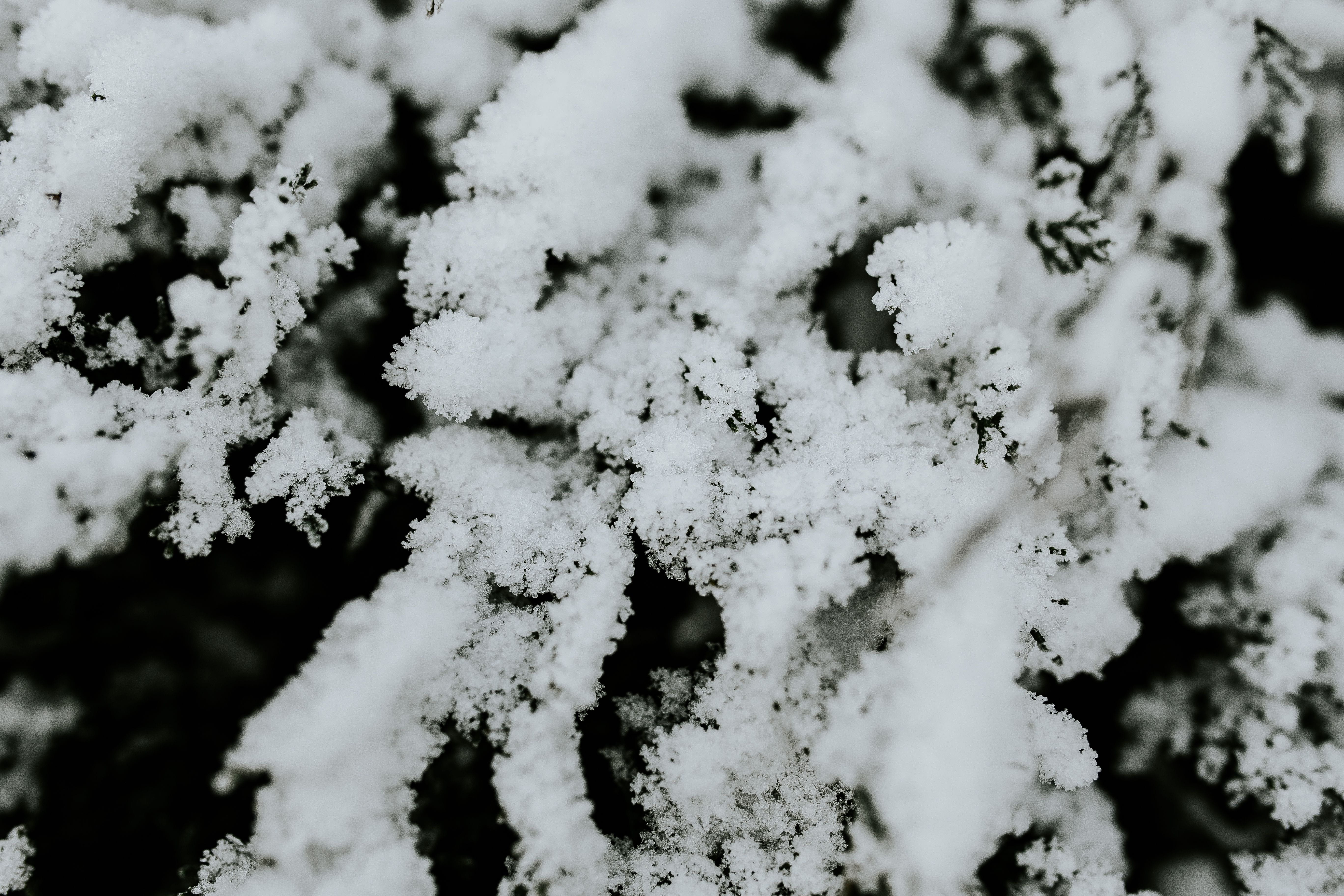 leaves, lichen, 5K, backgrounds, frozen, branch, no people, beauty in nature, season, close, snowy, tree, weather, day, covering, growth, winter, twig, HD Wallpaper