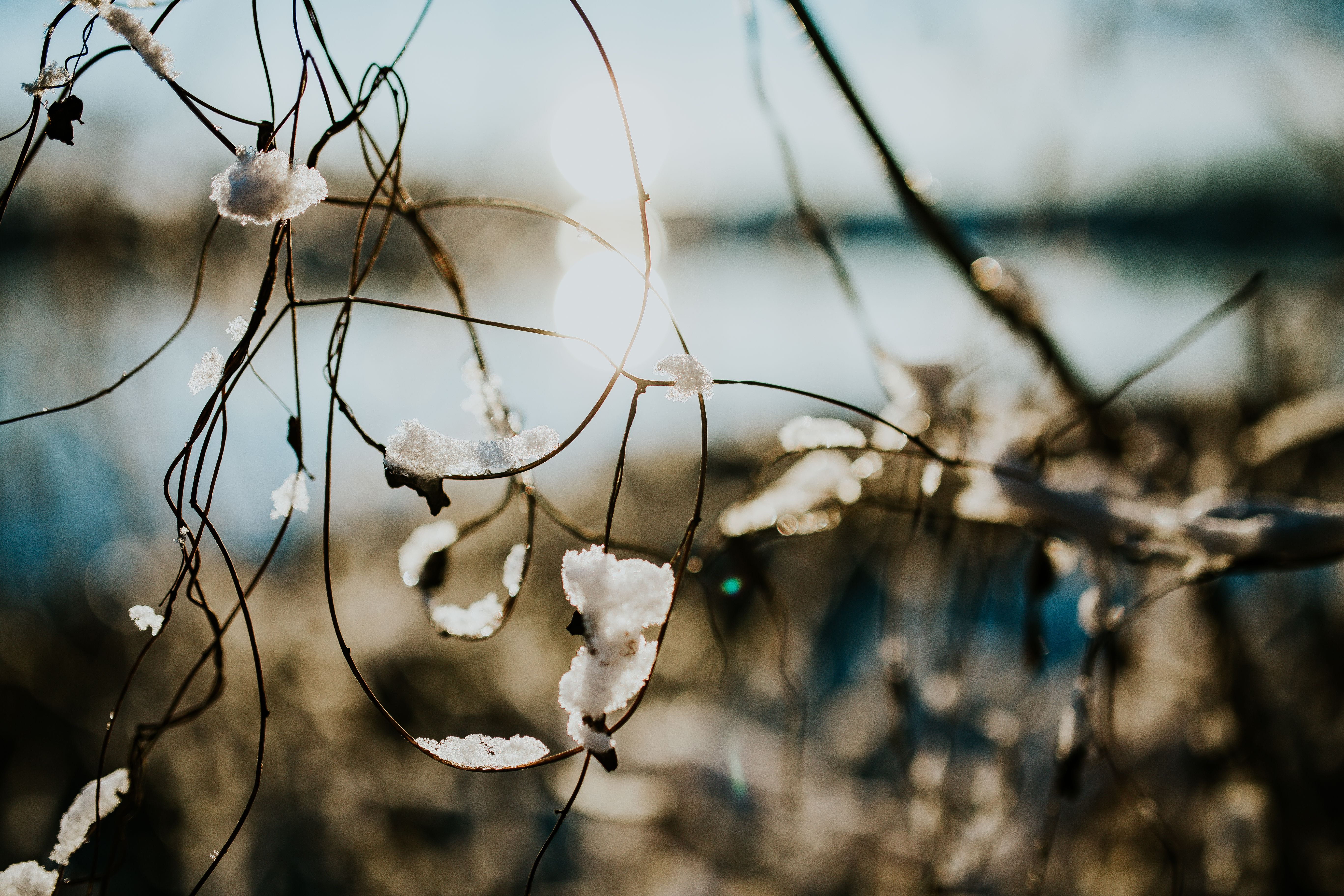 vulnerability, selective focus, frost, outdoors, trees, snowy, plant, softness, flower, no People, wet, branch, focus on foreground, pine, freshness, drop, HD Wallpaper