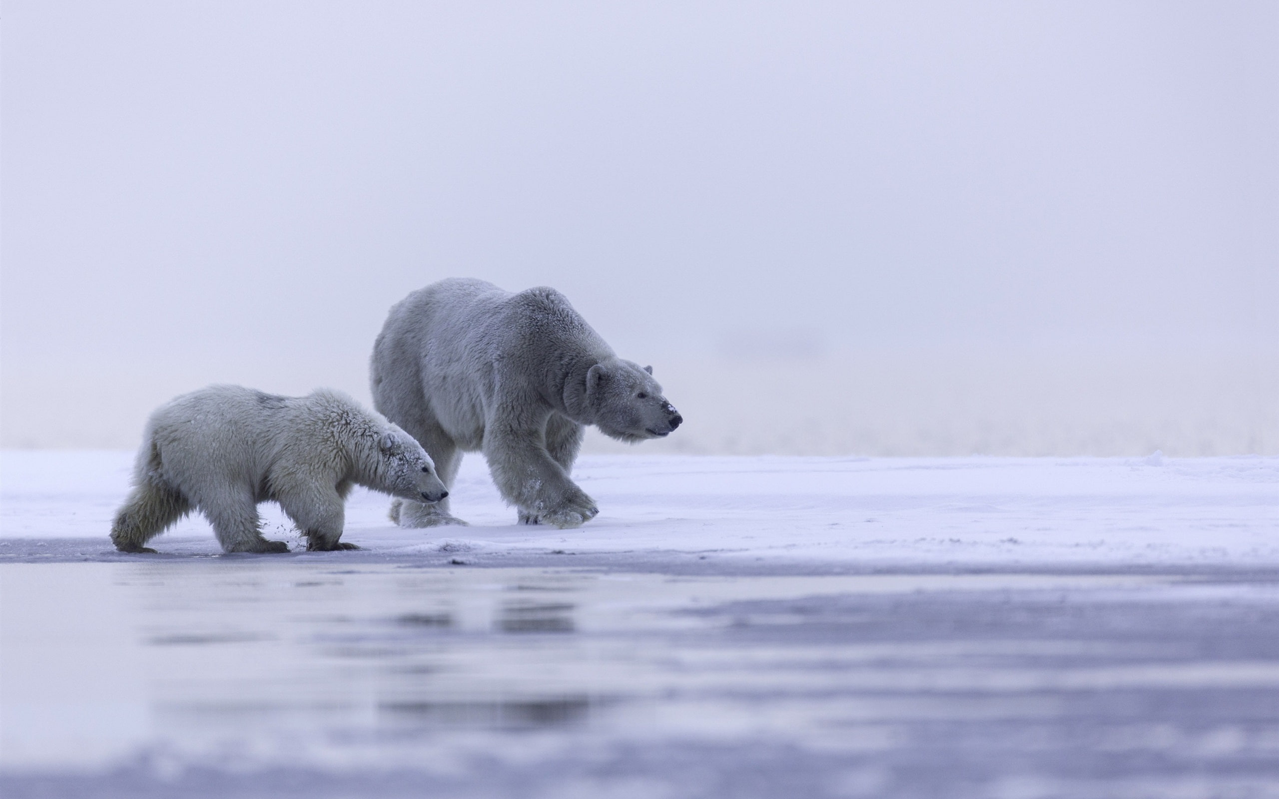 2K, Bear, Family, Cold, Alaska, Polar, Arctic, HD Wallpaper