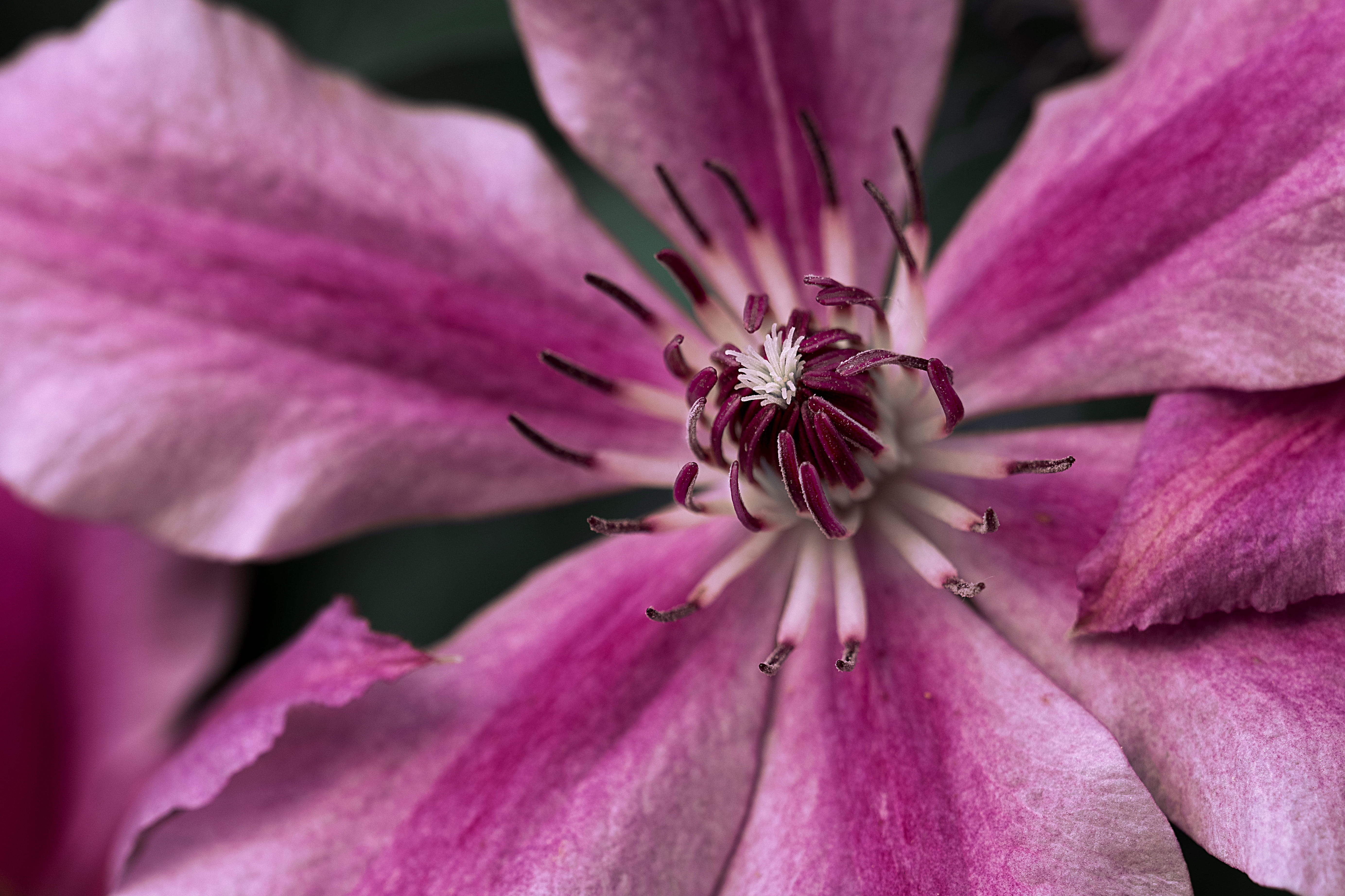 flowering plant, plant, daytime, pink color, natural, macro, outdoors, beauty in nature, upclose, extreme close-up, focus, pink, softness, fragility, green, HD Wallpaper