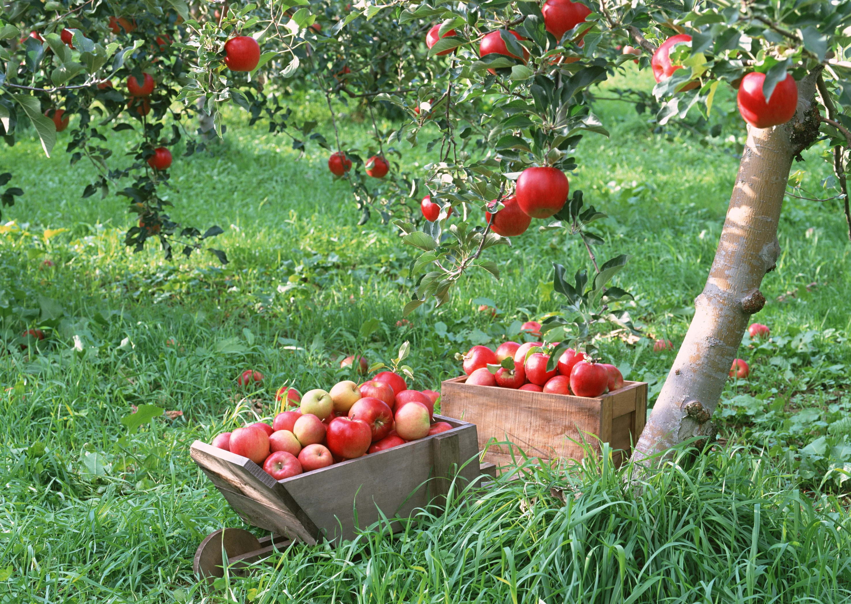 backgrounds, vegetable, wellbeing, fruit, freshness, outdoors, lot, day, close-up, nature, tomato, food and drink, food, container, vegetarian Food, apple - fruit, HD Wallpaper