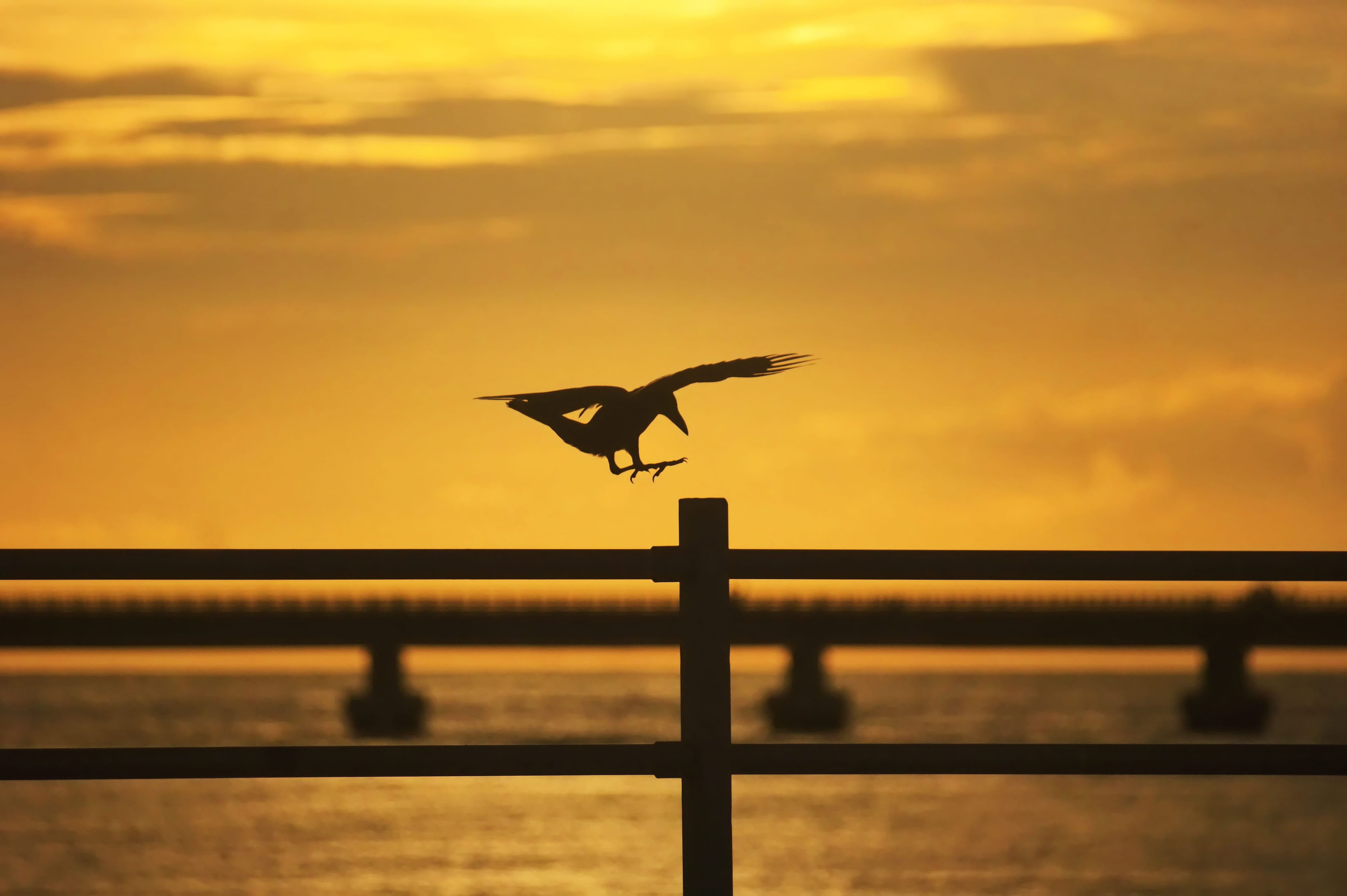 kozhikode, 4K, crisp, landing, animal themes, sky, sunset, animal wildlife, golden, spread wings, colors, animal, vertebrate, india, bird, flying, goldenhour, HD Wallpaper