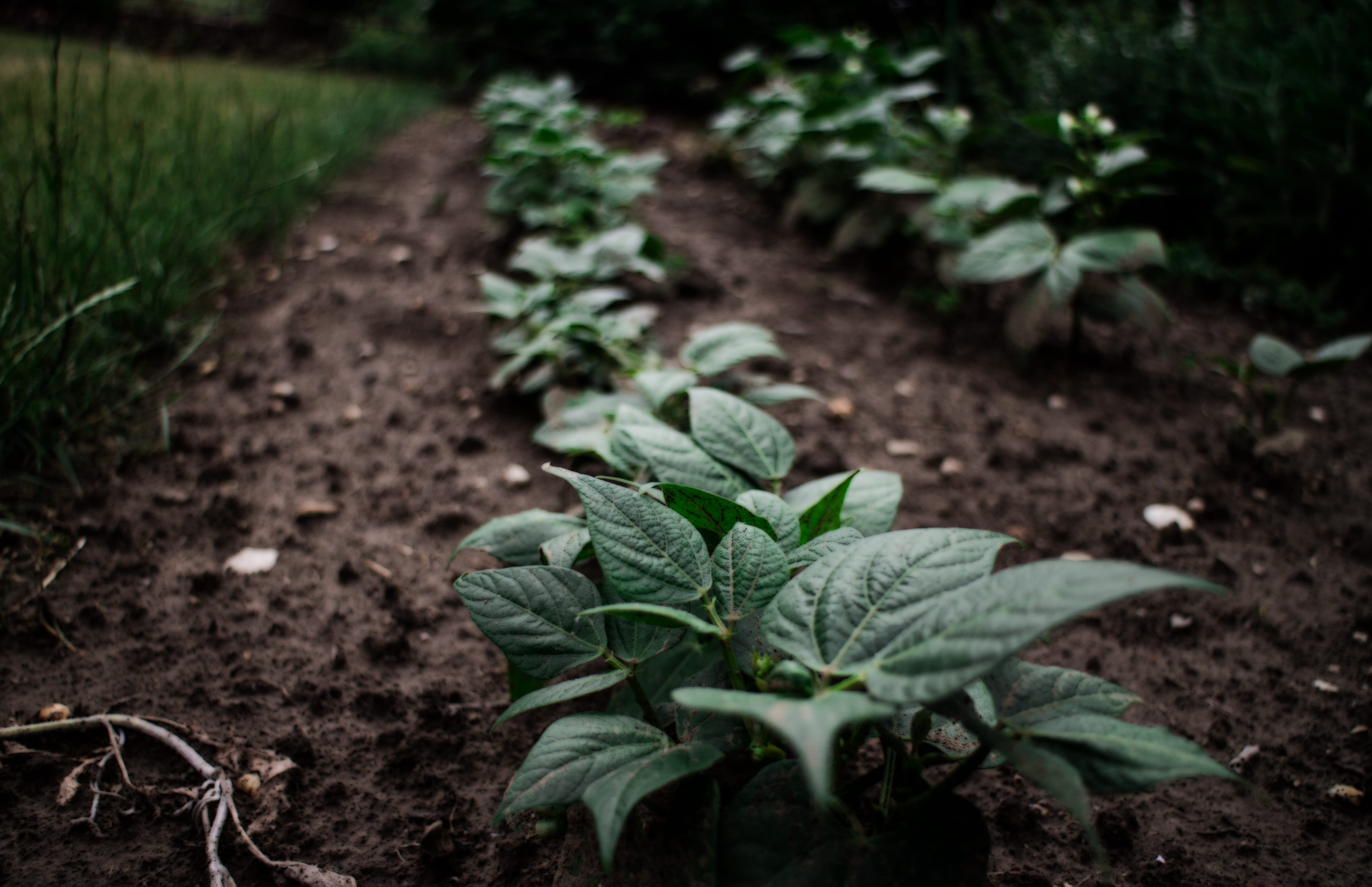cc, healthy, leaf, close-up, food, green color, plant, focus on foreground, allotment, plane, gardening, surface, green, grass, growing, soil, crisp, outdoors, HD Wallpaper