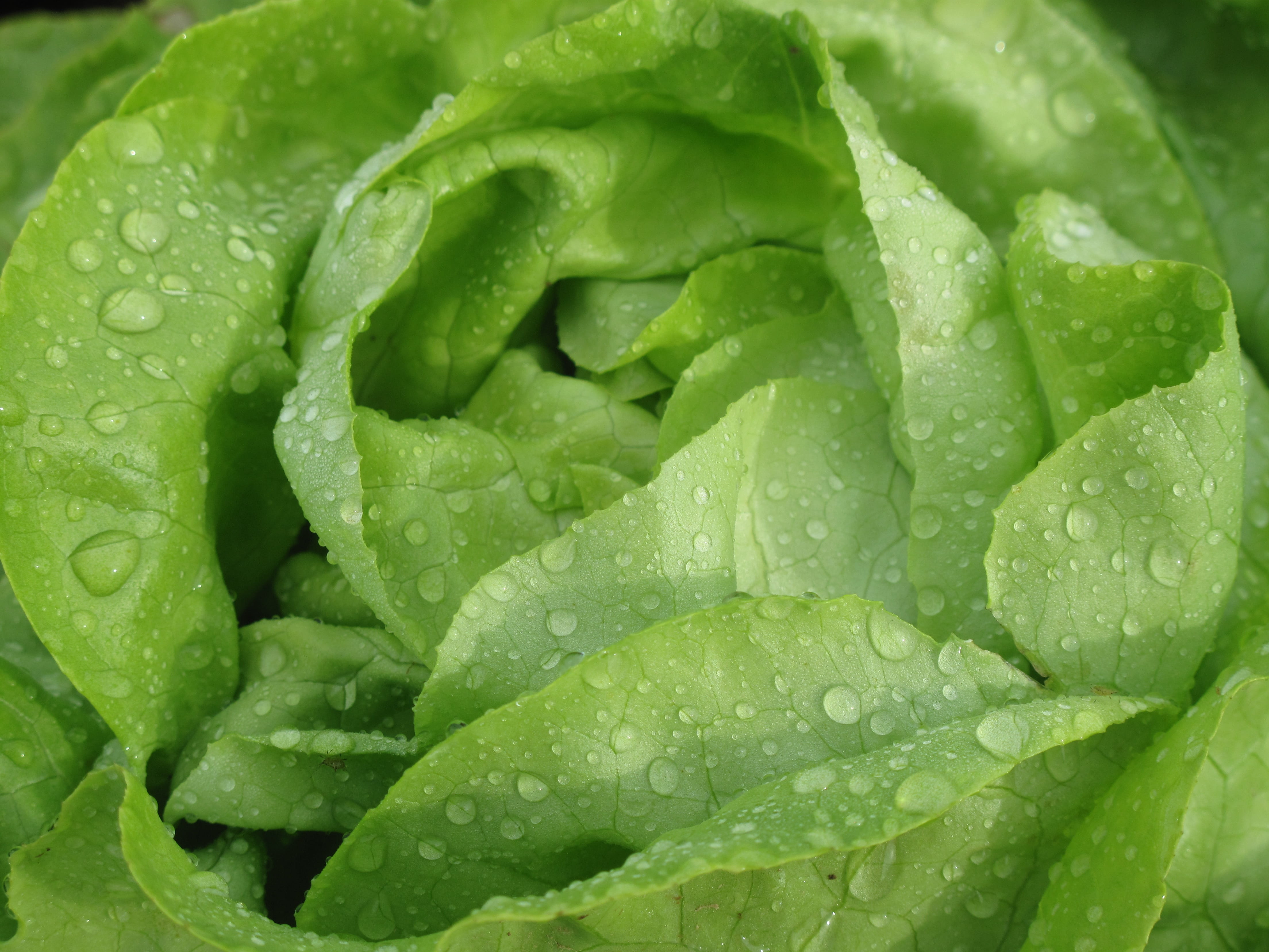 nutrition, frisch, crisp, purity, rain, vegetables, leaf lettuce, water, raindrop, close-up, no people, leaves, freshness, drop, vegetarian, outdoors, vitamins, HD Wallpaper