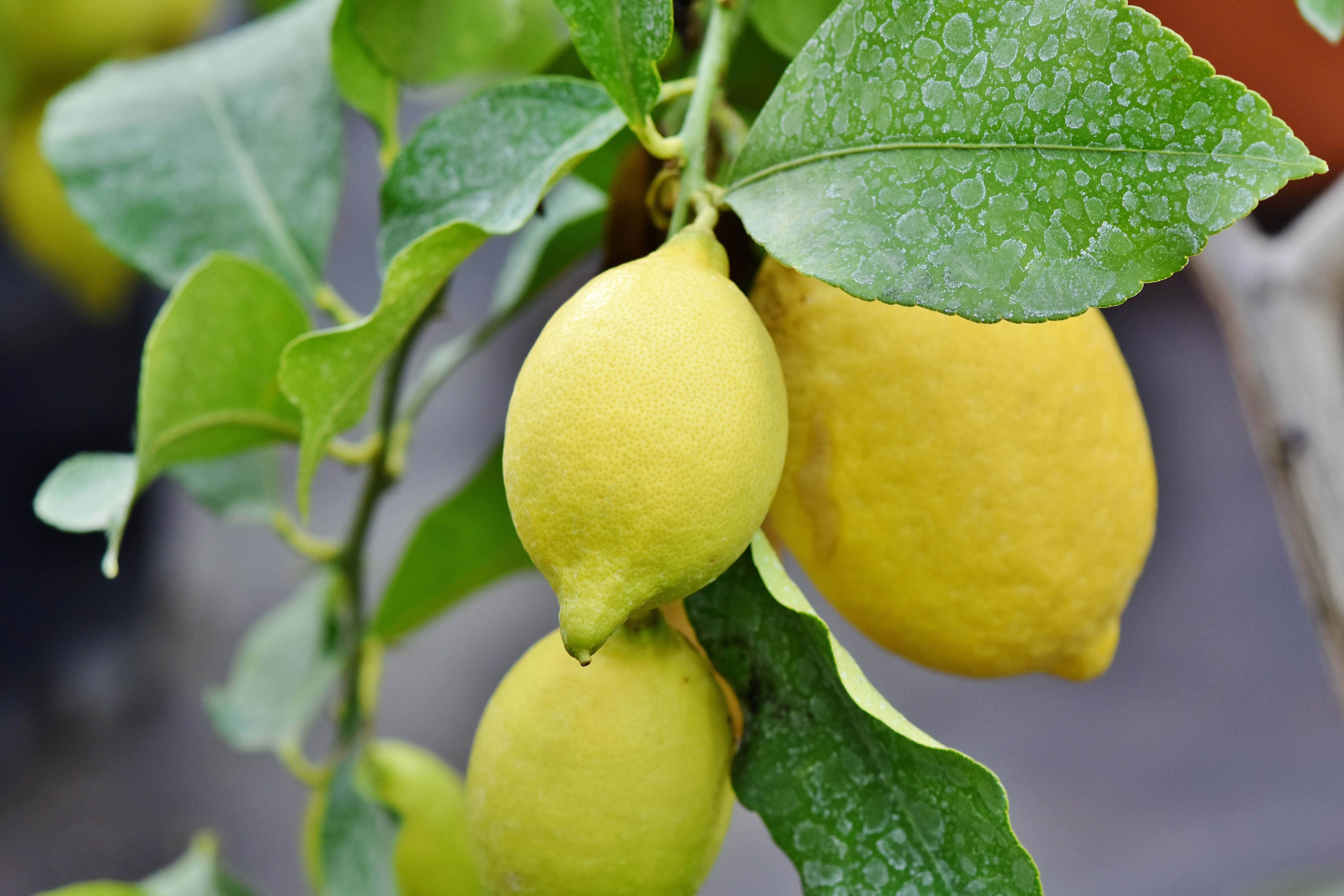 plant part, lemon, nature, freshness, vitaminhaltig, lemon tree, natural condition, 5K, no people, food and drink, close-up, fresh, leaf, yellow, nutrition, HD Wallpaper