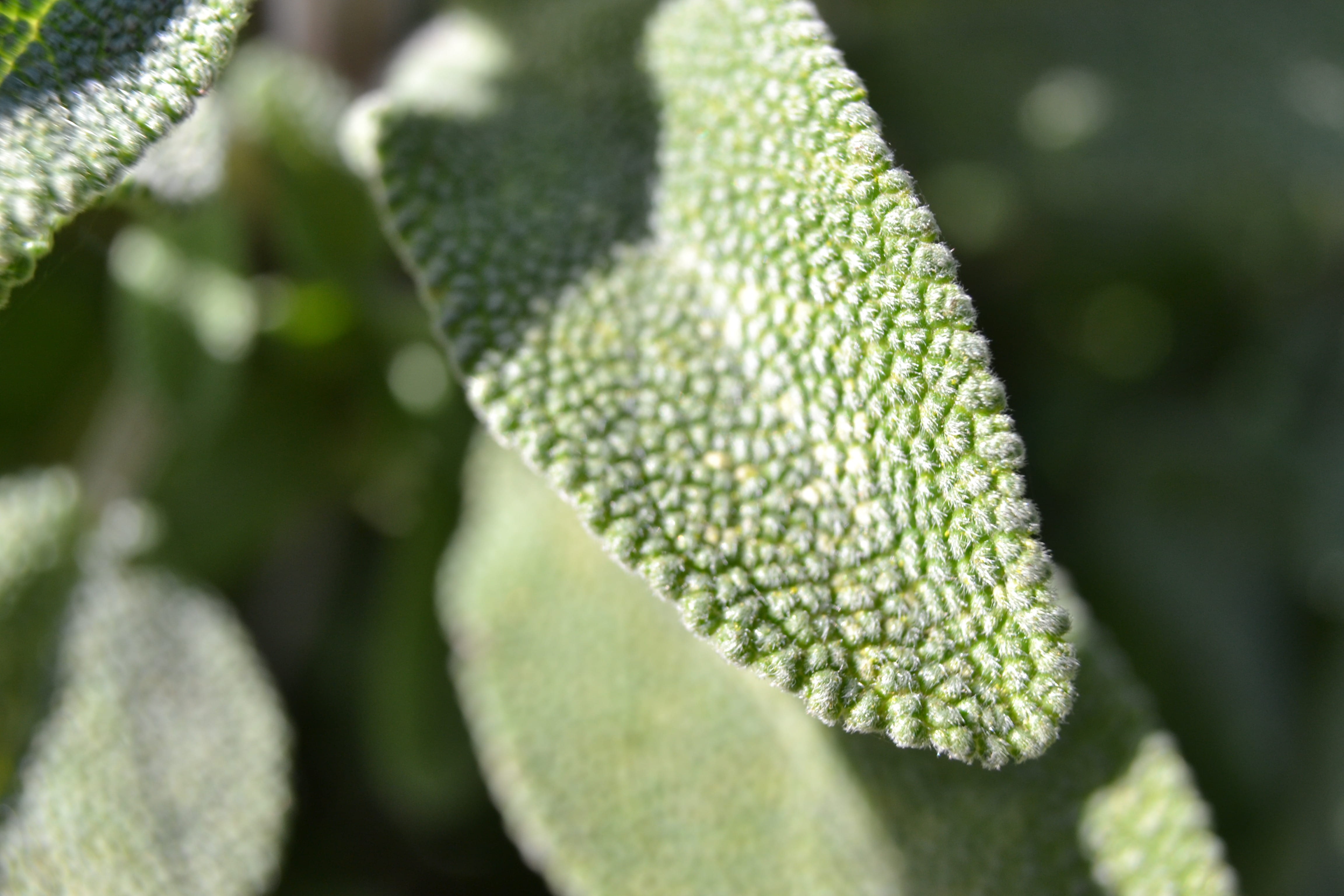freshness, common, nature, beauty in nature, sunlight, silver-green, day, plant, close-up, cooling, grey-green, food, healthy eating, sage, food and drink, HD Wallpaper