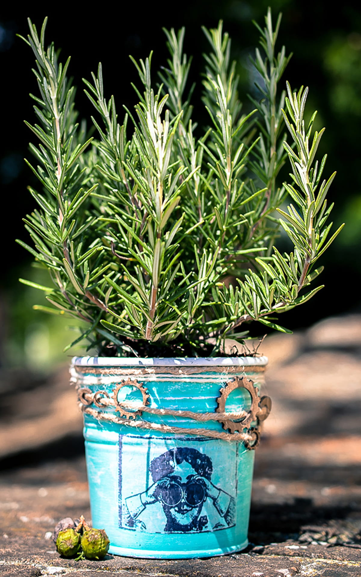 can, aromas, nature, turquoise colored, close-up, condiment, aromatic, cook, rosemary, garden, 1080P, plant, flavor, potted plant, houseplant, growth, Phone HD Wallpaper
