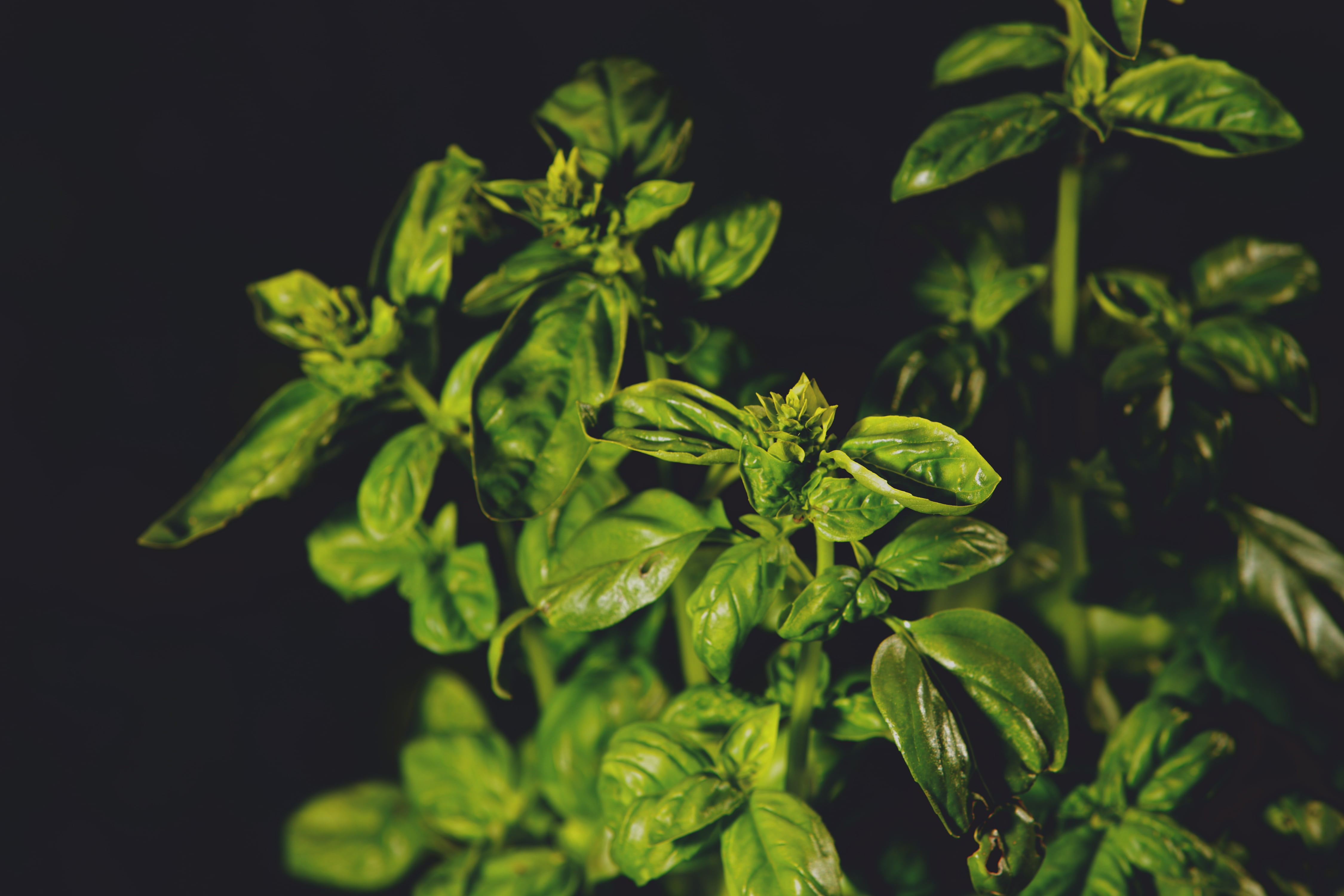 herb, flower, kitchen spice, healthy, spice, healthy eating, vegetarian, culinary herbs, lamiaceae, herb garden, 4K, close-up, nutrition, italian, nature, HD Wallpaper