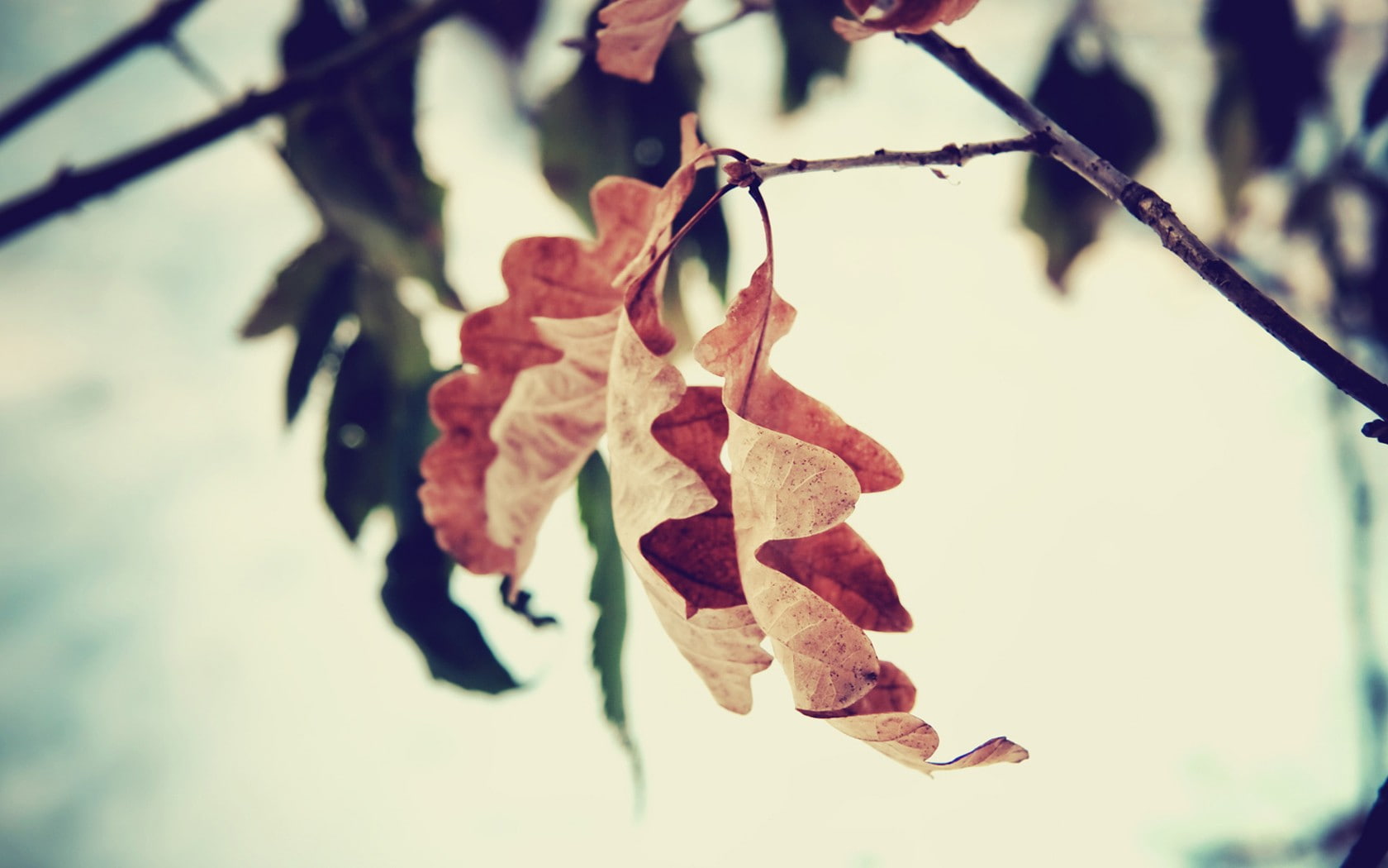 twig, fragility, focus on foreground, no people, sunlight, plant, nature, oak trees, tree, leaf, plant part, beauty in nature, leaves, winter, day, close-up, HD Wallpaper