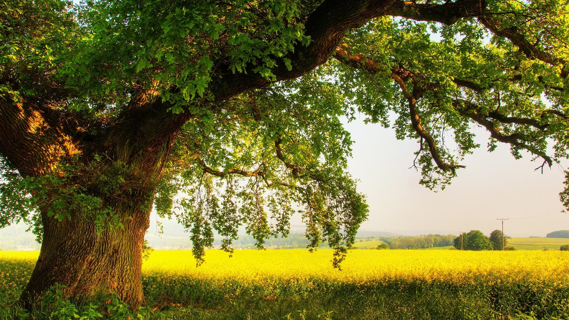 shade, field, nature and landscapes, summer, mighty, tree, oak, 1080P, HD Wallpaper