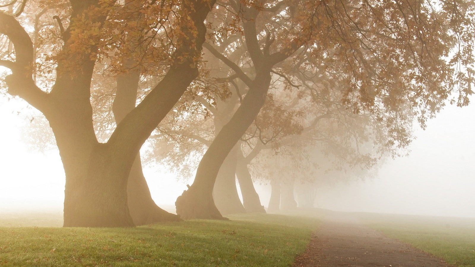 park, daylight, morning, nature, 720P, path, oak trees, landscape, fall, mist, photography, grass, HD Wallpaper