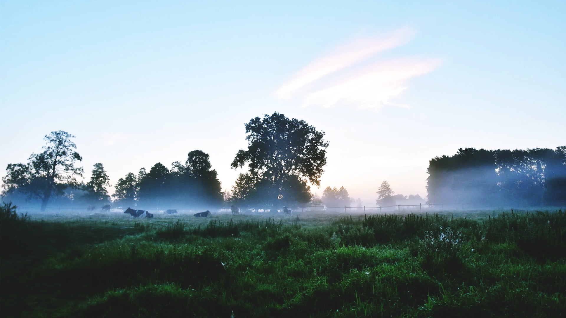 tranquility, nature, morning, river, land, outdoors, green, beauty in nature, landscape, hazy, Sun, tree, environment, day, clear sky, growth, sky, no people, HD Wallpaper