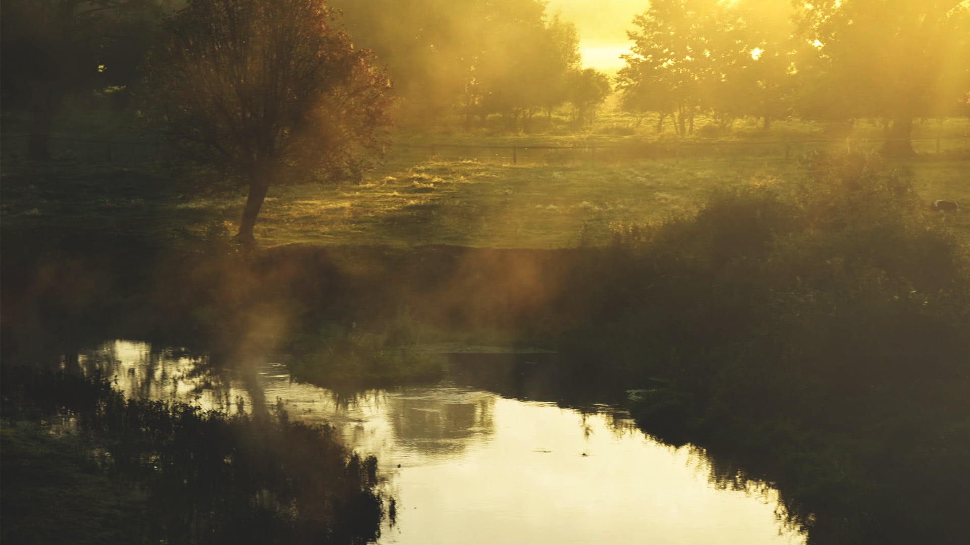 oak trees, lake, sunlight, Justyna Ferska, nature, no people, photography, growth, scenics - nature, tranquil scene, 1080P, water, tranquility, non-urban scene, HD Wallpaper