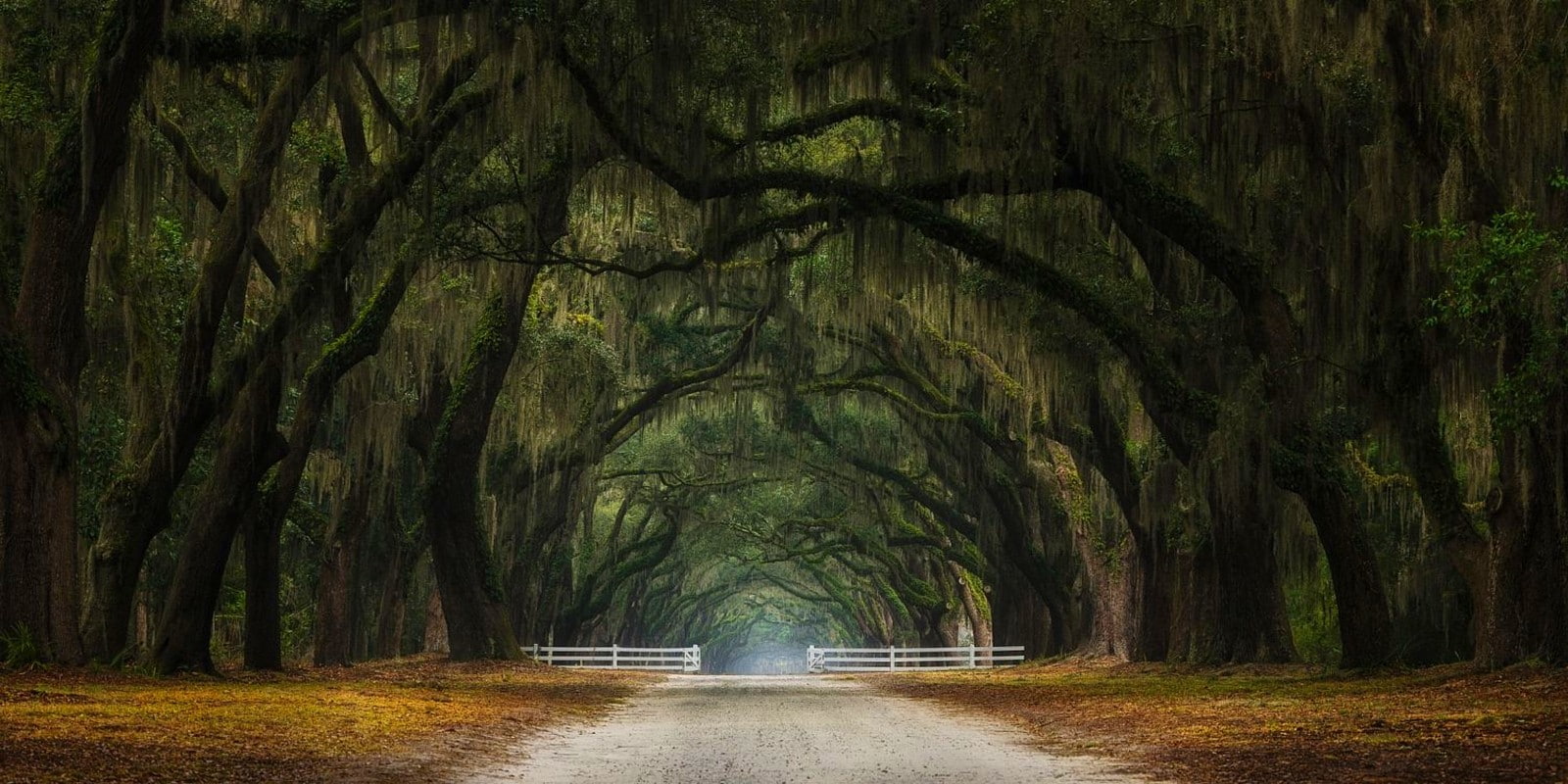 leaves, dirt road, tunnel, oak trees, gates, landscape, photography, 720P, Georgia, nature, HD Wallpaper