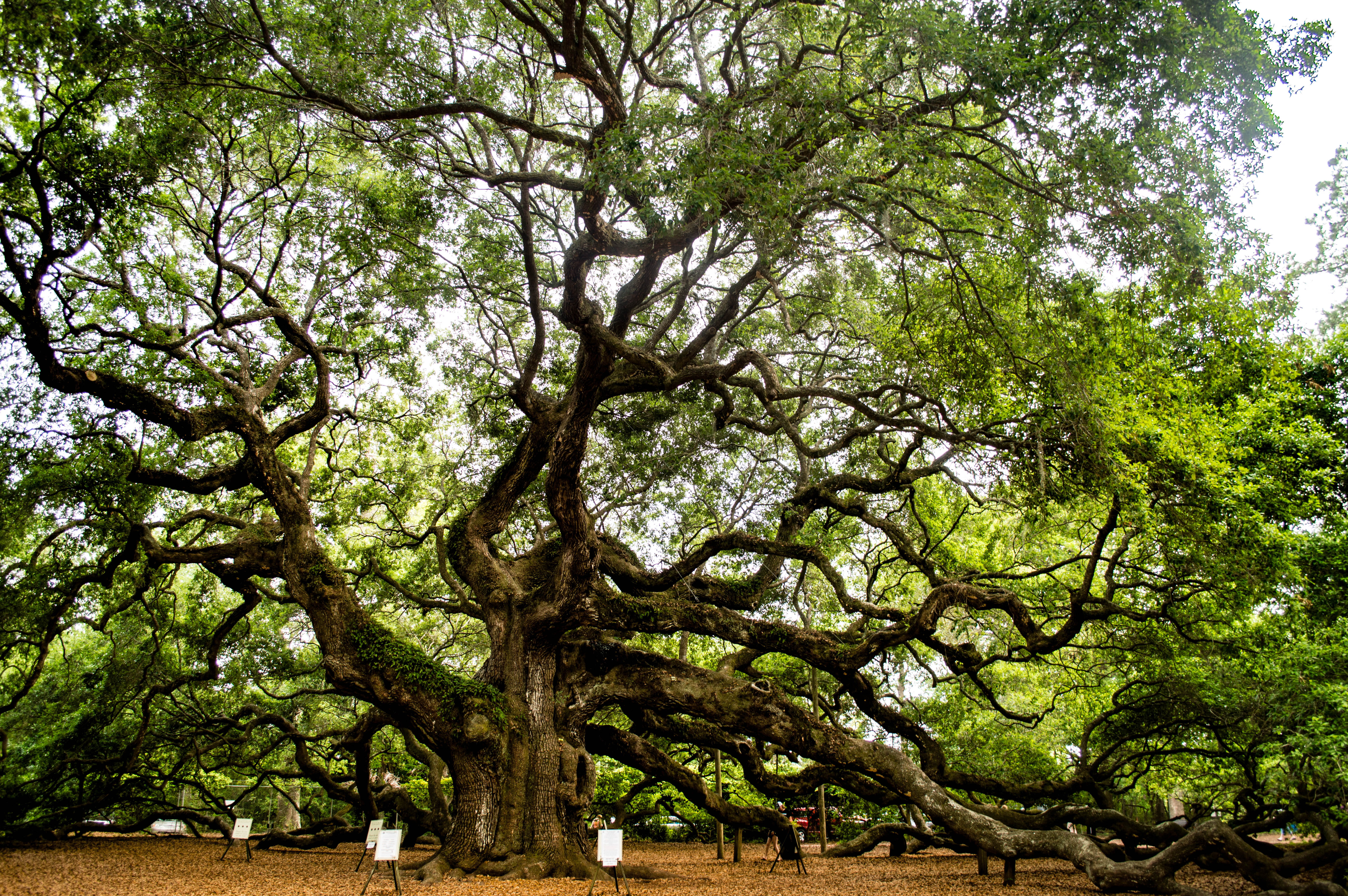 johns island, tranquil scene, tree, growth, trunk, large, angel oak, plant part, tranquility, park, land, green color, low angle view, united states, branch, HD Wallpaper