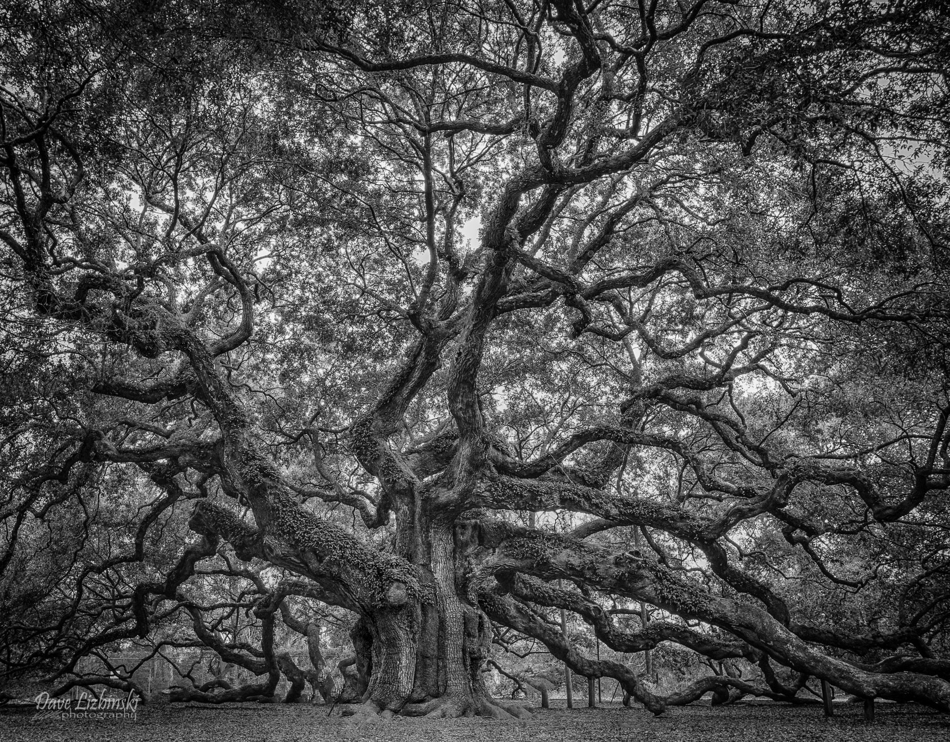 Branch, Black and White, Tree, 1080P, Angel Oak Tree, Trees, Nature, HD Wallpaper