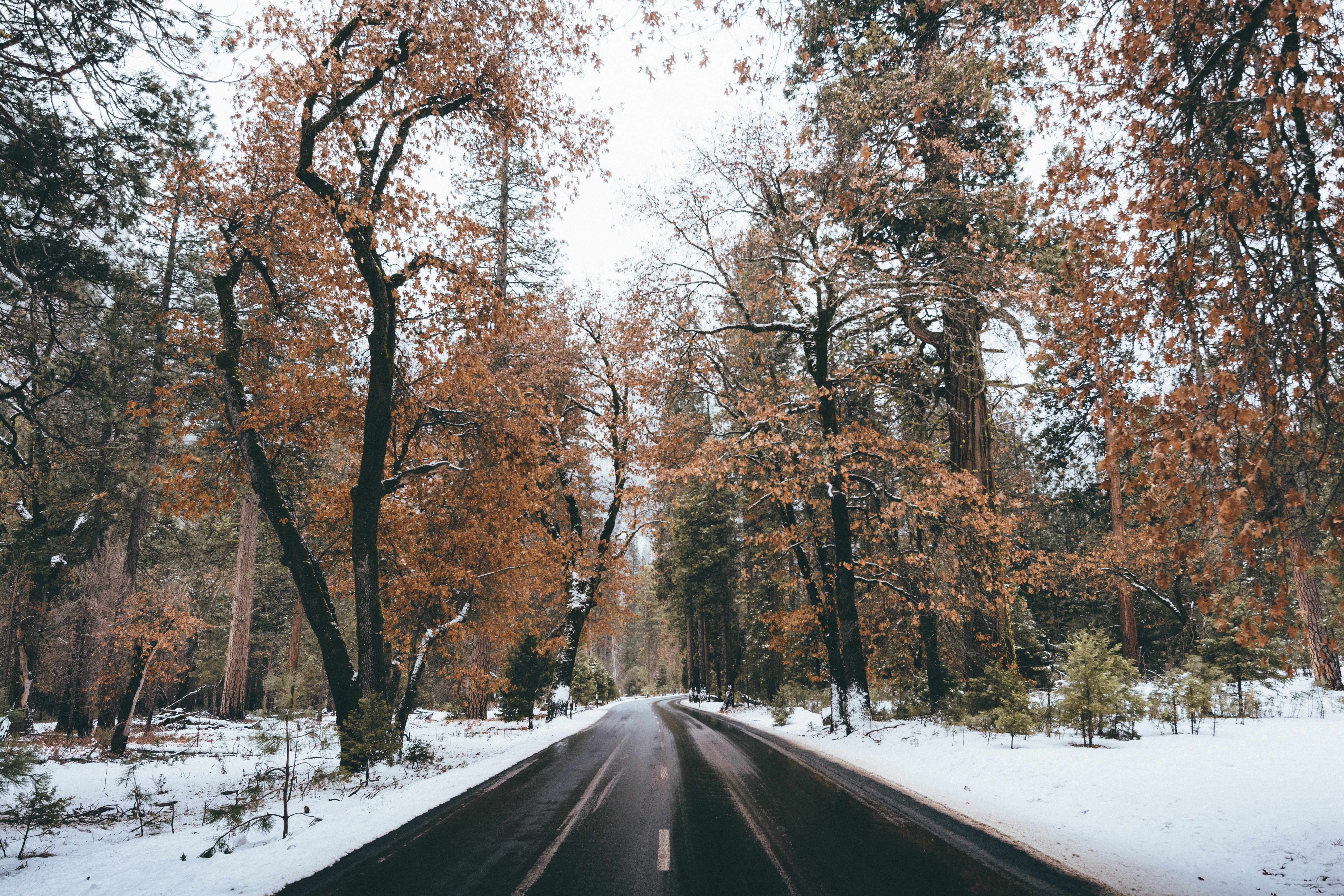 tree, across, landscape, 5K, season, outdoors, covered, nature, daytime, road, snow, asphalt, winter, forest, HD Wallpaper
