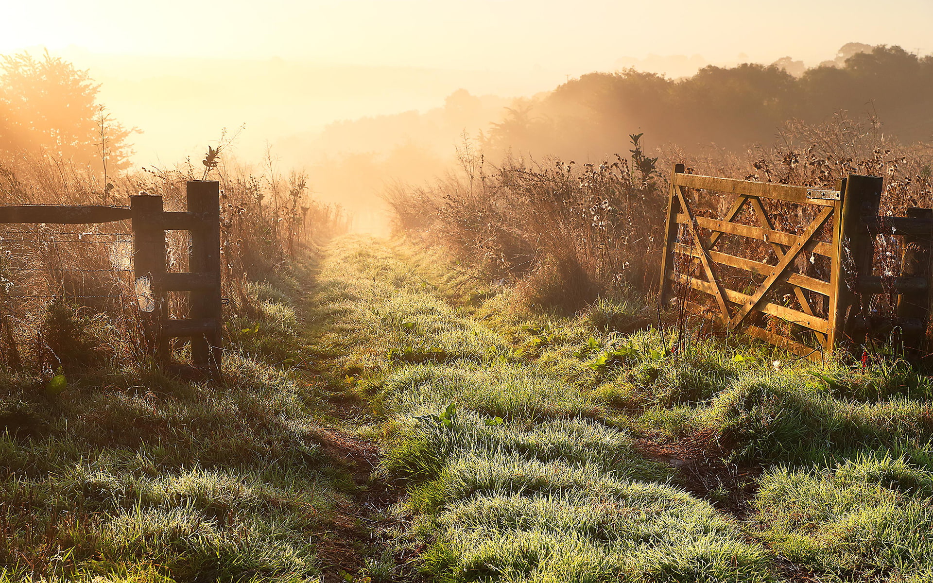1080P, grass, path, nature, trail, hd, gate, HD Wallpaper