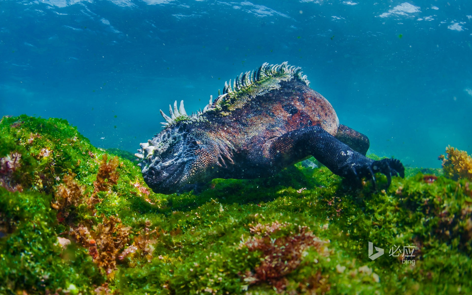 animal wildlife, one animal, outdoors, invertebrate, 1080P, november, iguanas, animals in the wild, coral, no people, water, bing, vertebrate, sea life, HD Wallpaper