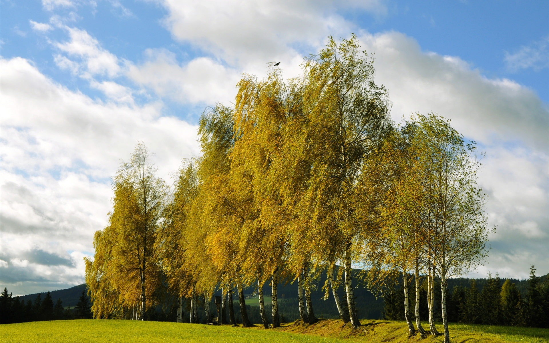 Birch, 1080P, Autumn, Trees, Clouds, HD Wallpaper