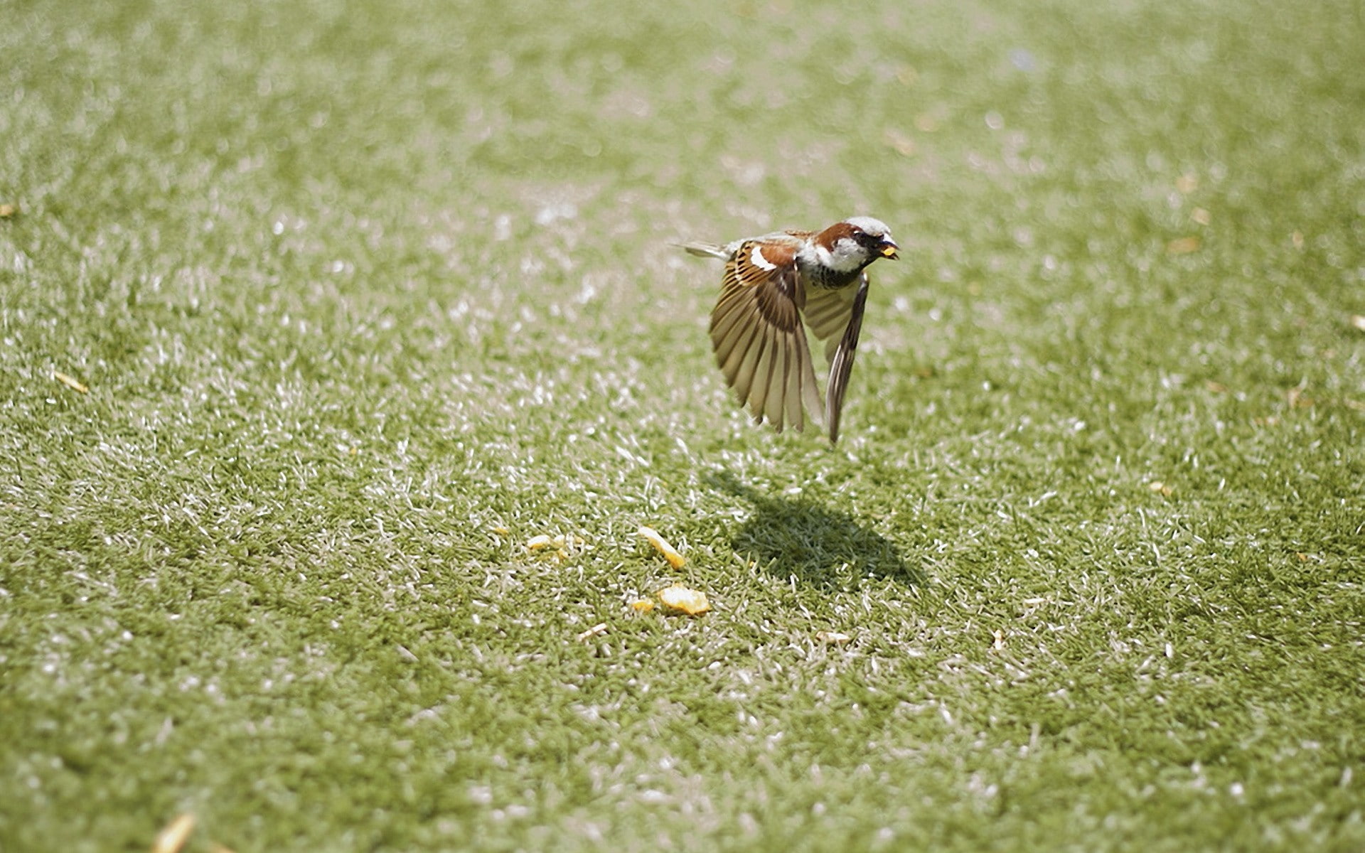 1080P, sparrow, birds, animals, grass, HD Wallpaper