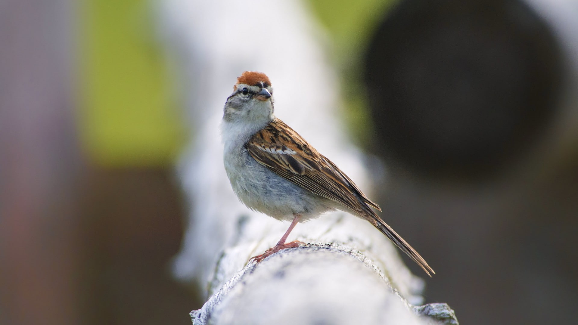 sparrow, birds, 1080P, blurred, HD Wallpaper