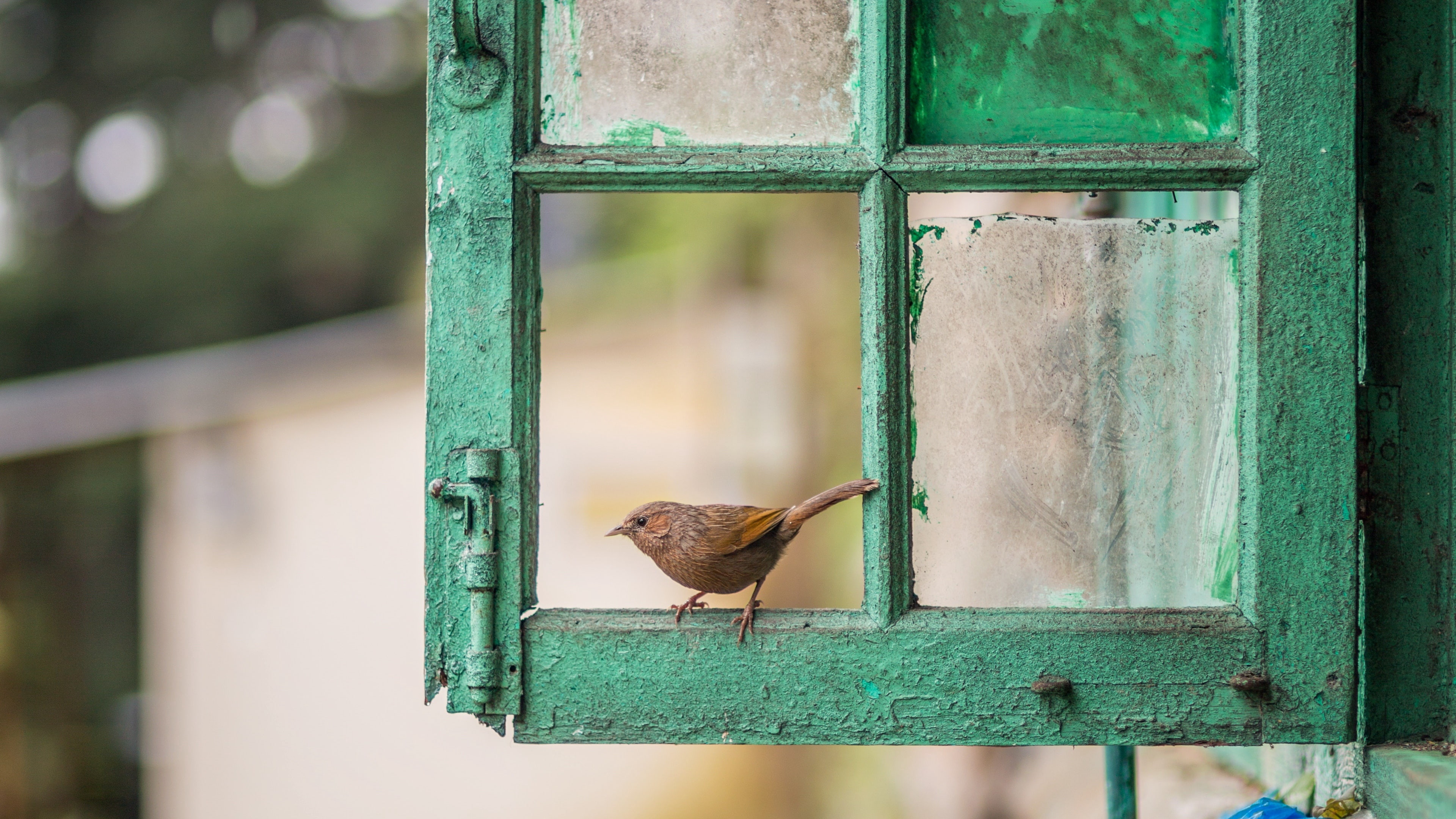 old window, bird, window, thrush, green, beak, vintage, 4K, HD Wallpaper