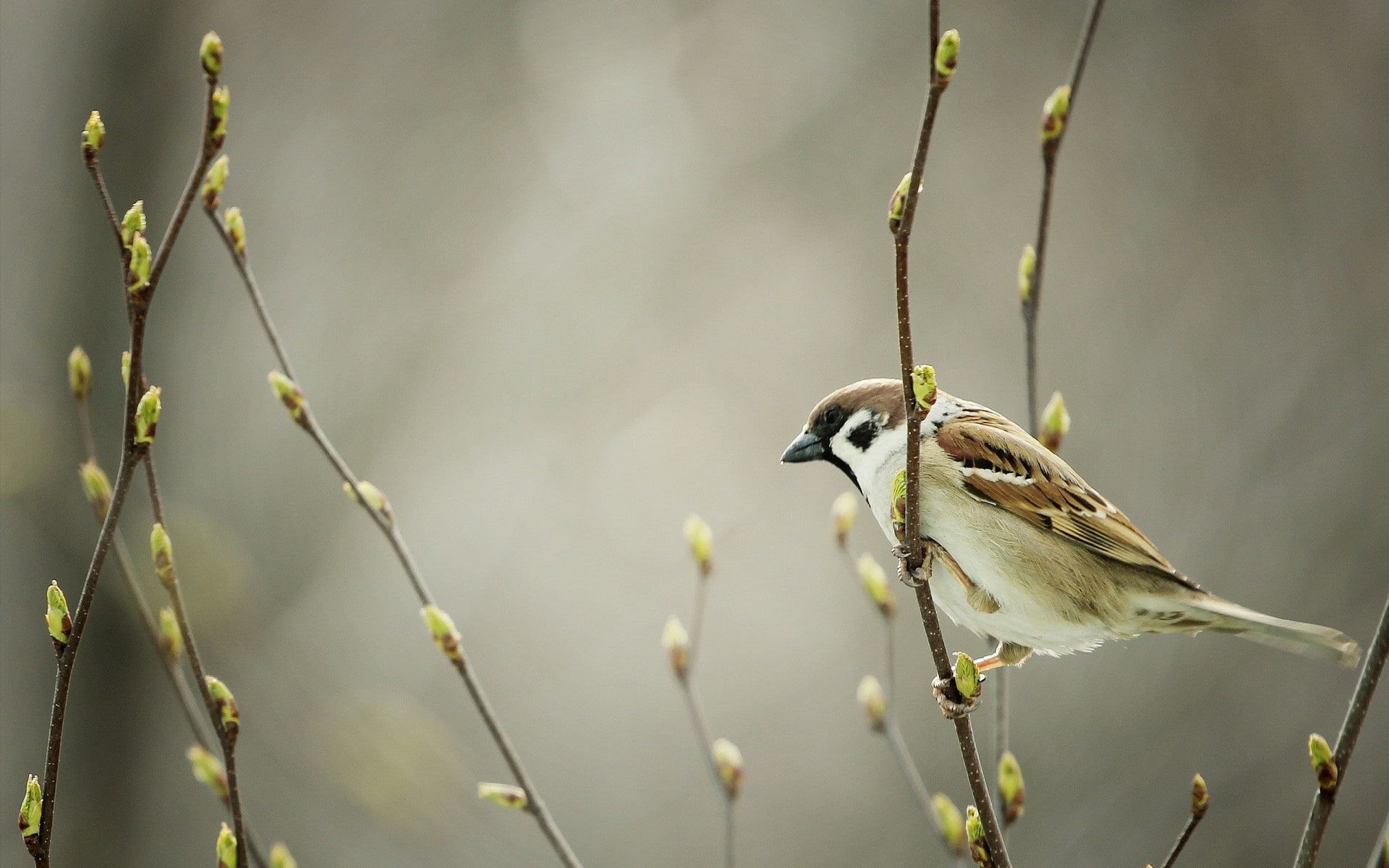 animals, sparrow, birds, 1080P, nature, HD Wallpaper