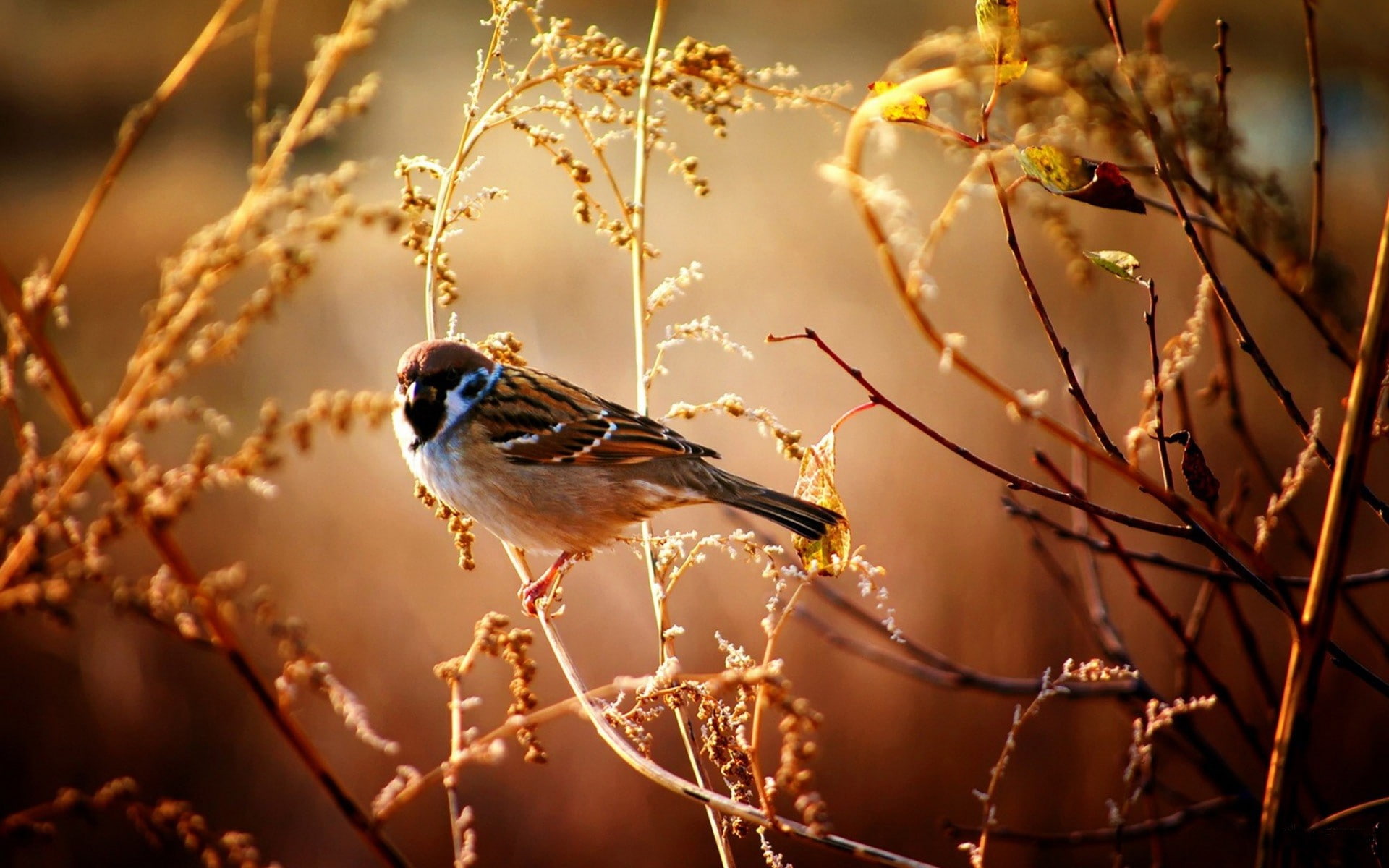birds, animals, 1080P, sparrow, HD Wallpaper