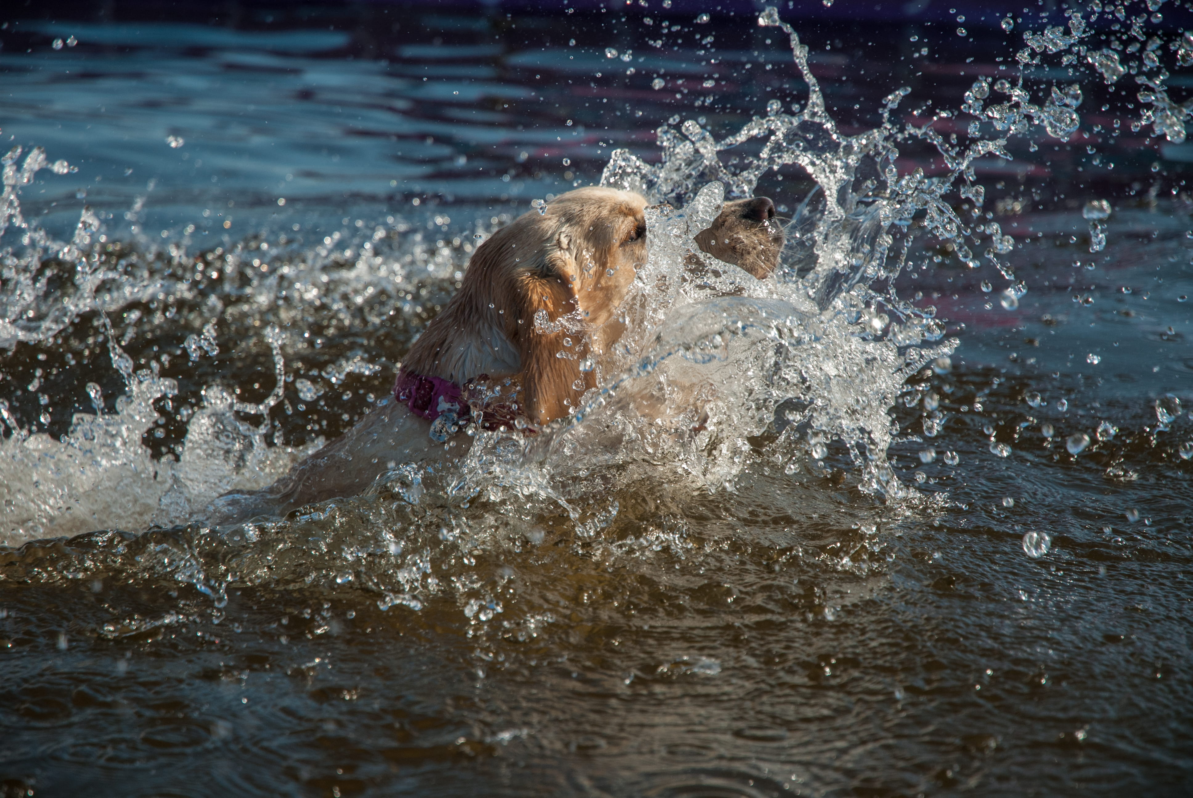 bakewell, animal, water, united kingdom, domestic, swimming, nature, pets, chatsworth house, vertebrate, one animal, 4K, day, animal wildlife, splashing, HD Wallpaper