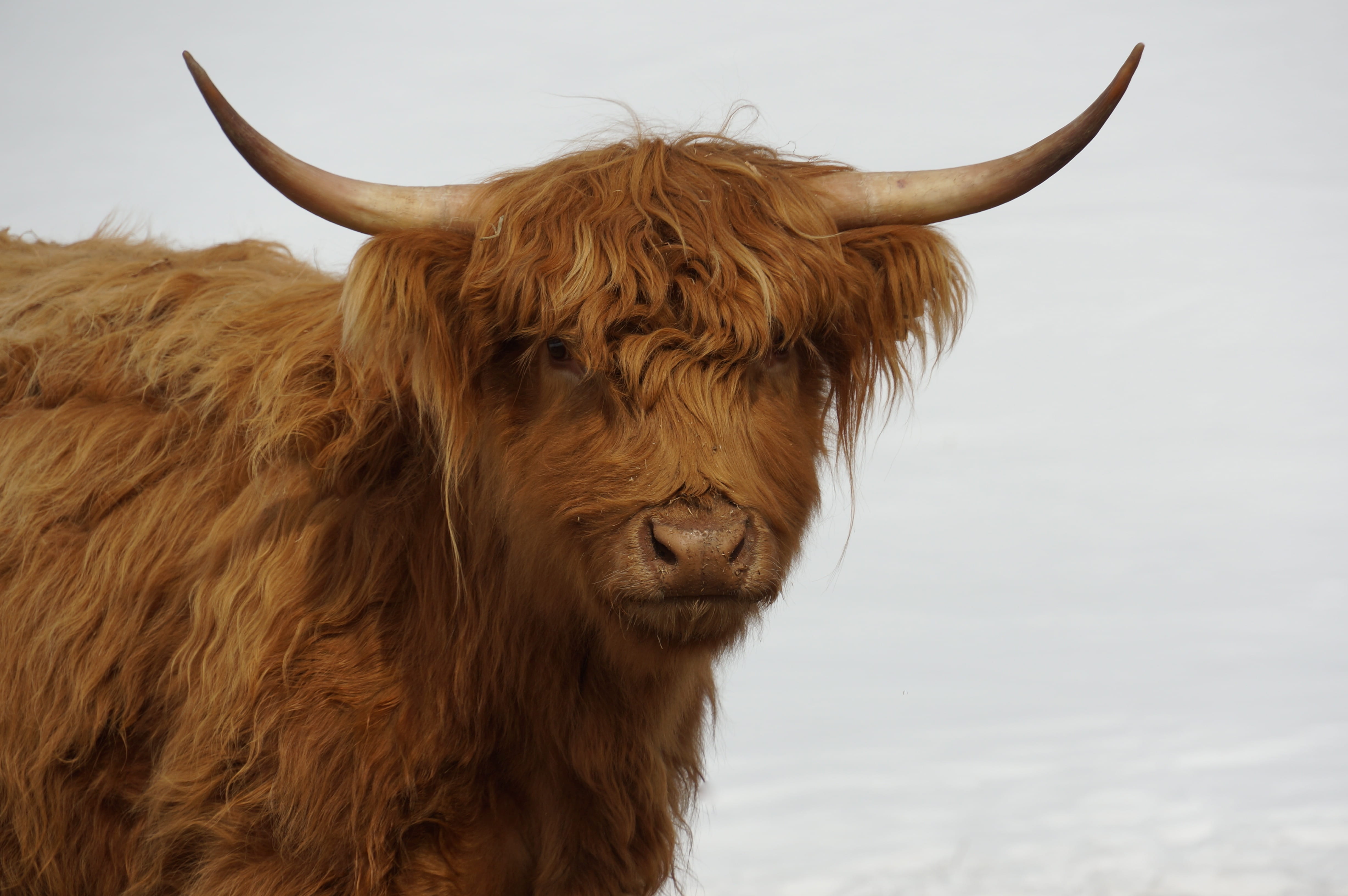 bovine, mammal, pets, Horns, highland cattle, herbivorous, Hairy, animal head, fur, no people, Furry, rare breed, Cow, outdoors, colored, nature, animal themes, HD Wallpaper